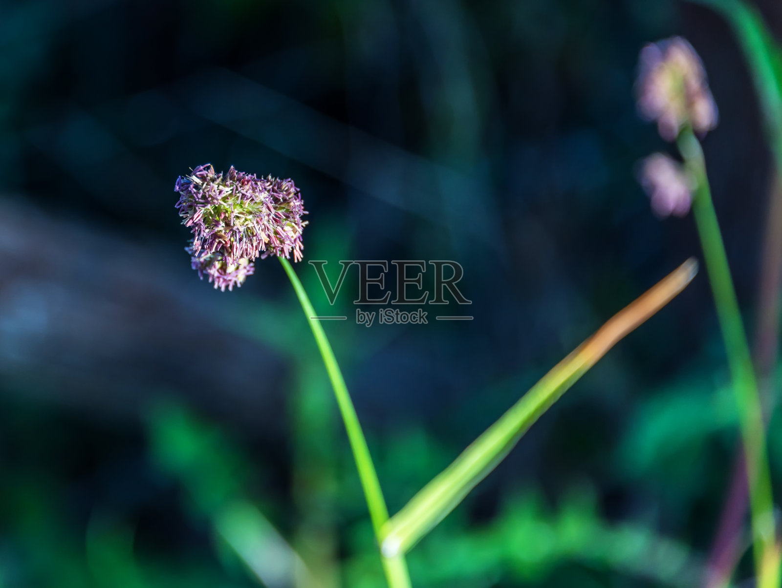 这是春天里紫色小花的微距照片照片摄影图片