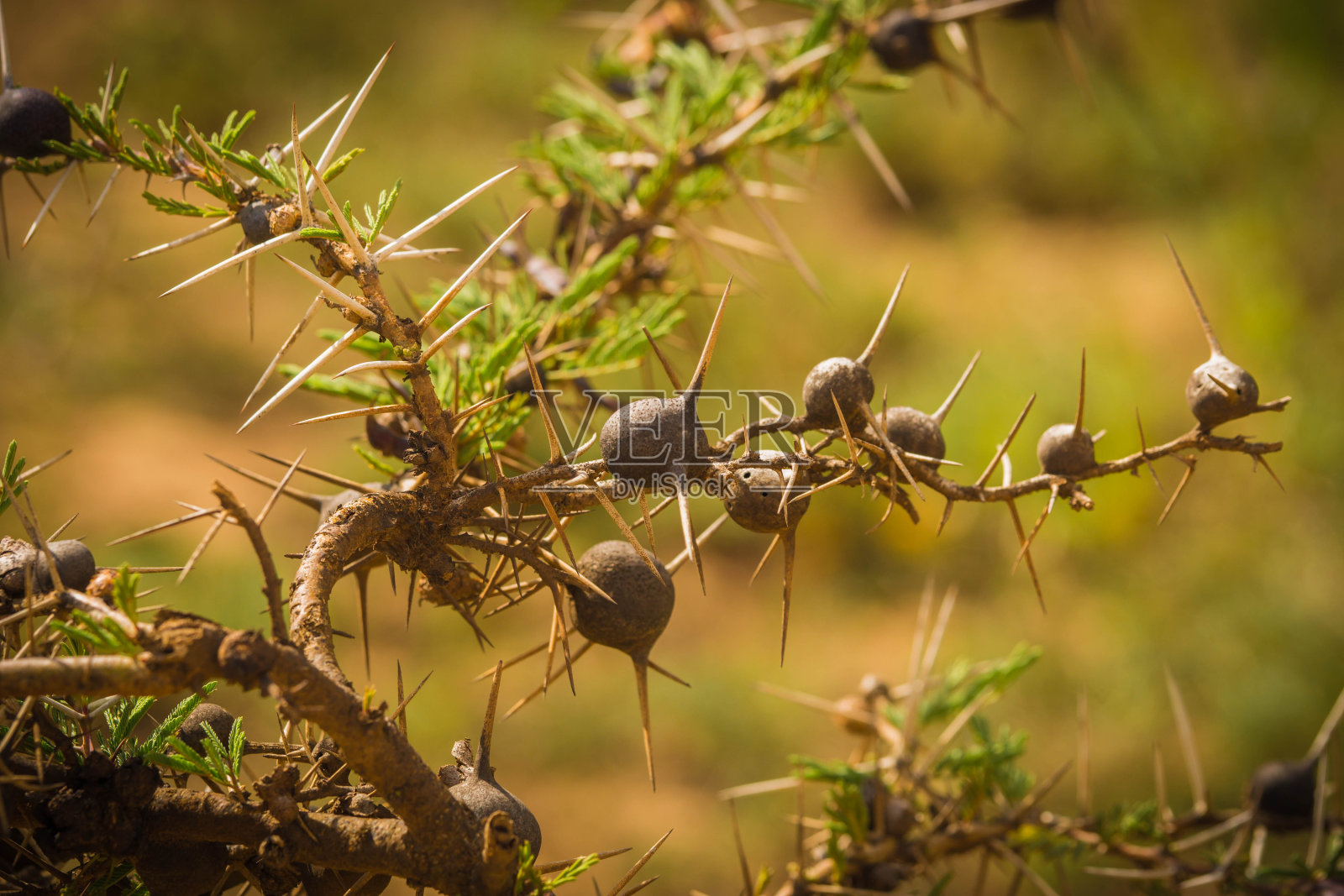 有大刺和圆形褐色果实的灌木丛，蚂蚁栖息在非洲肯尼亚的灌木丛中照片摄影图片