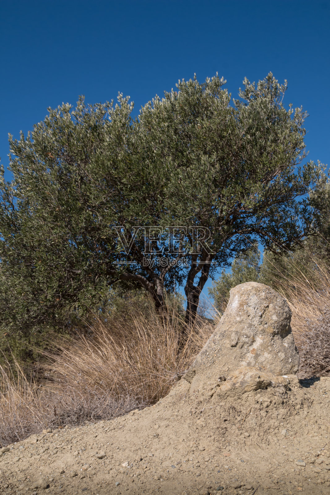 山上的橄榄树和蓝天照片摄影图片
