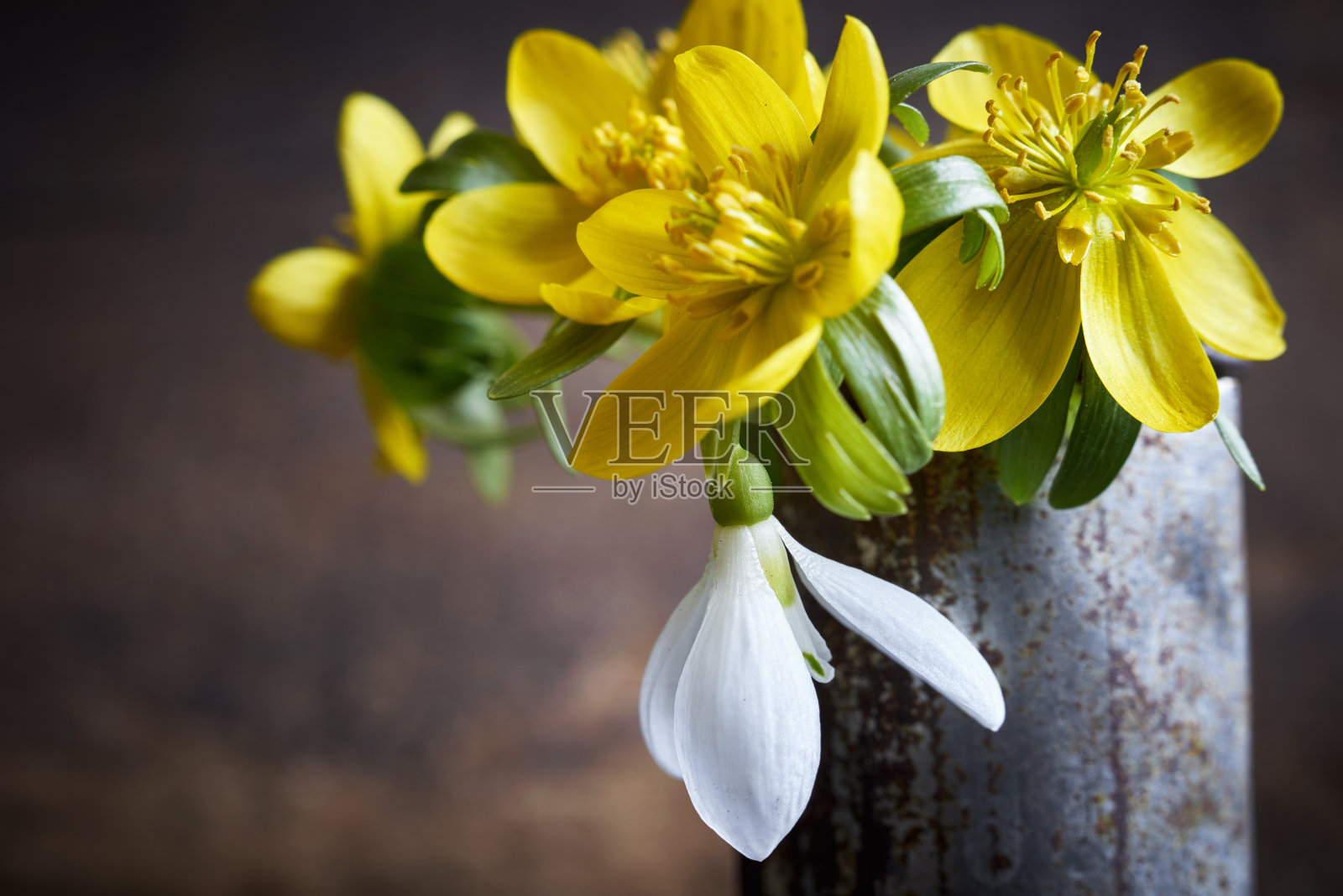 春天的花:鸦兰和花莲，雪花莲照片摄影图片
