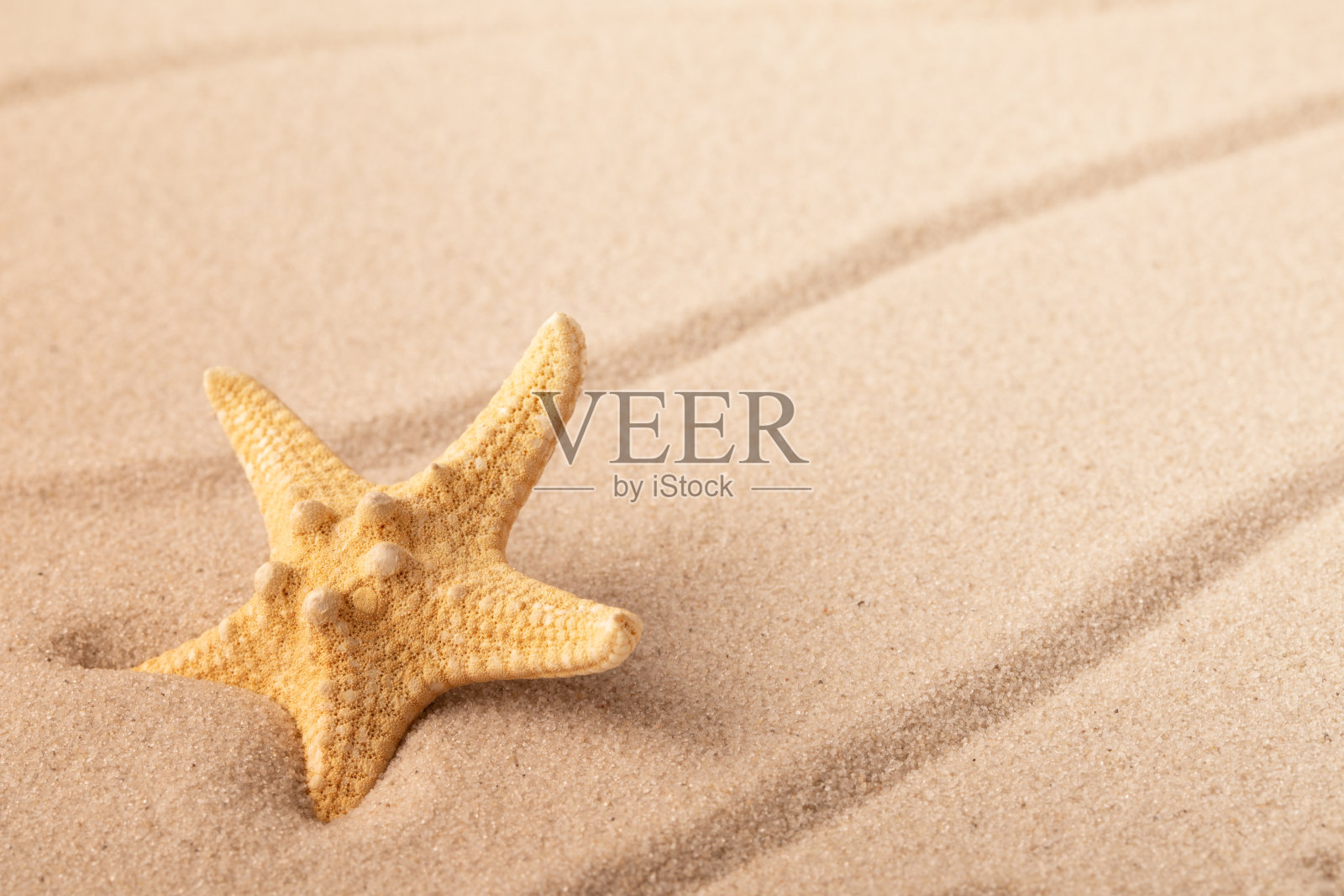 热带沙滩上的一只海星或海星照片摄影图片