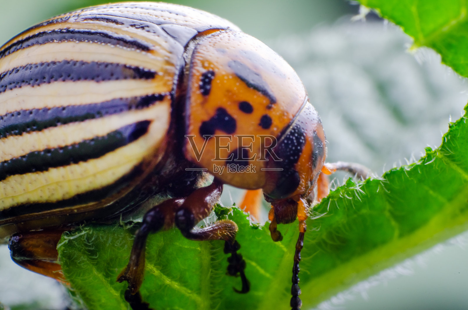 科罗拉多马铃薯甲虫吃绿色的马铃薯叶子照片摄影图片