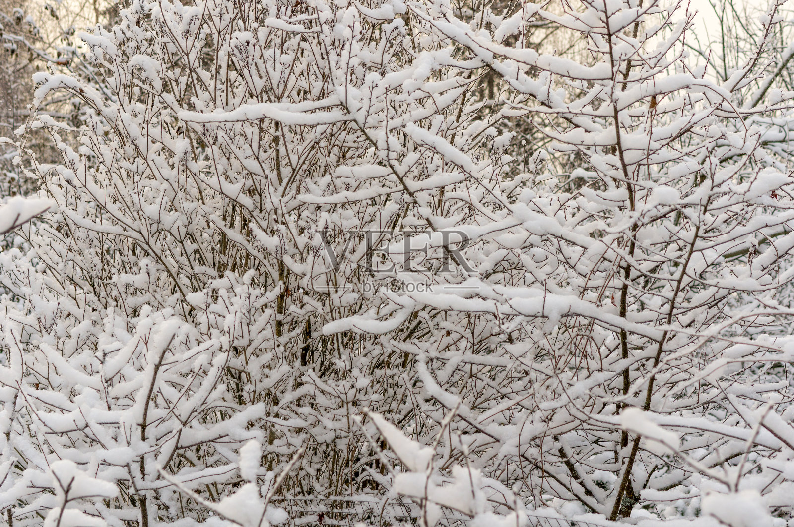 大雪过后树枝丛生照片摄影图片