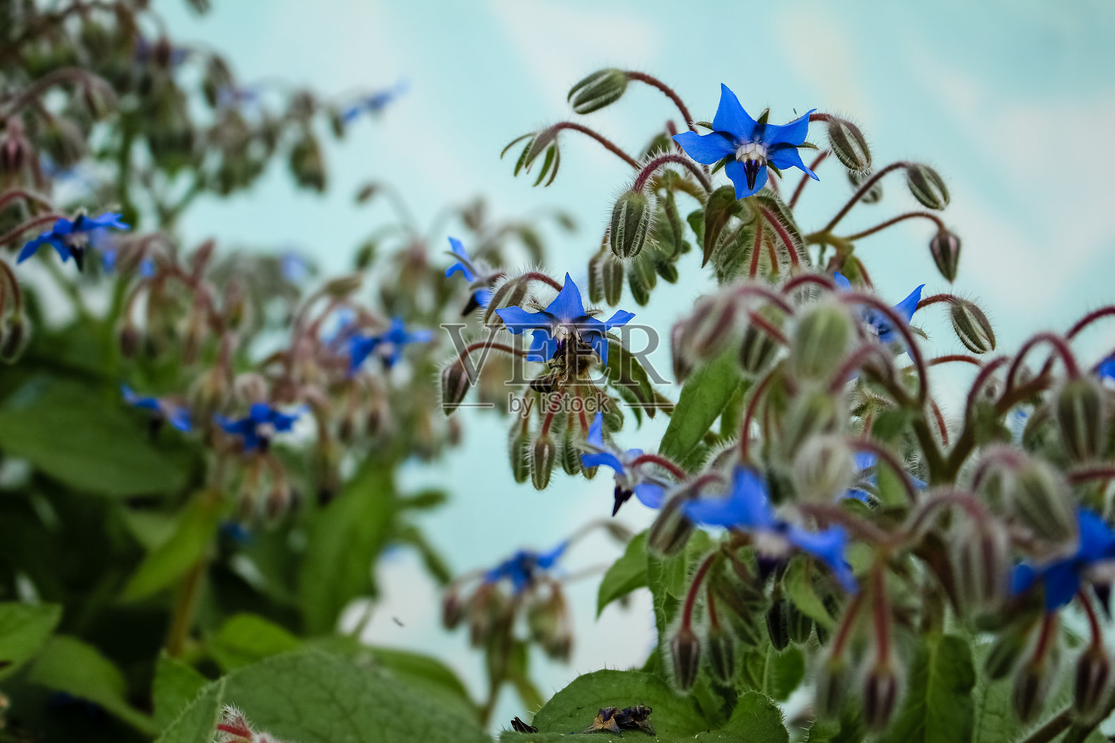花园里长着蓝色的小花照片摄影图片