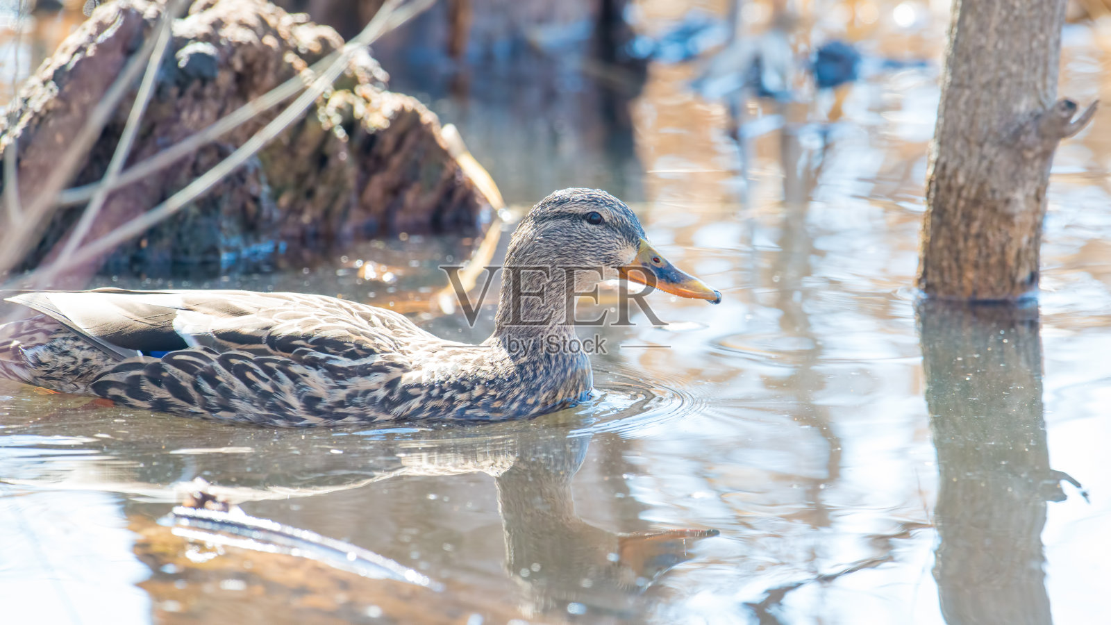 早春时节，明尼苏达州的伍德湖自然中心，在平静的水域中迁徙的雌性绿头鸭照片摄影图片
