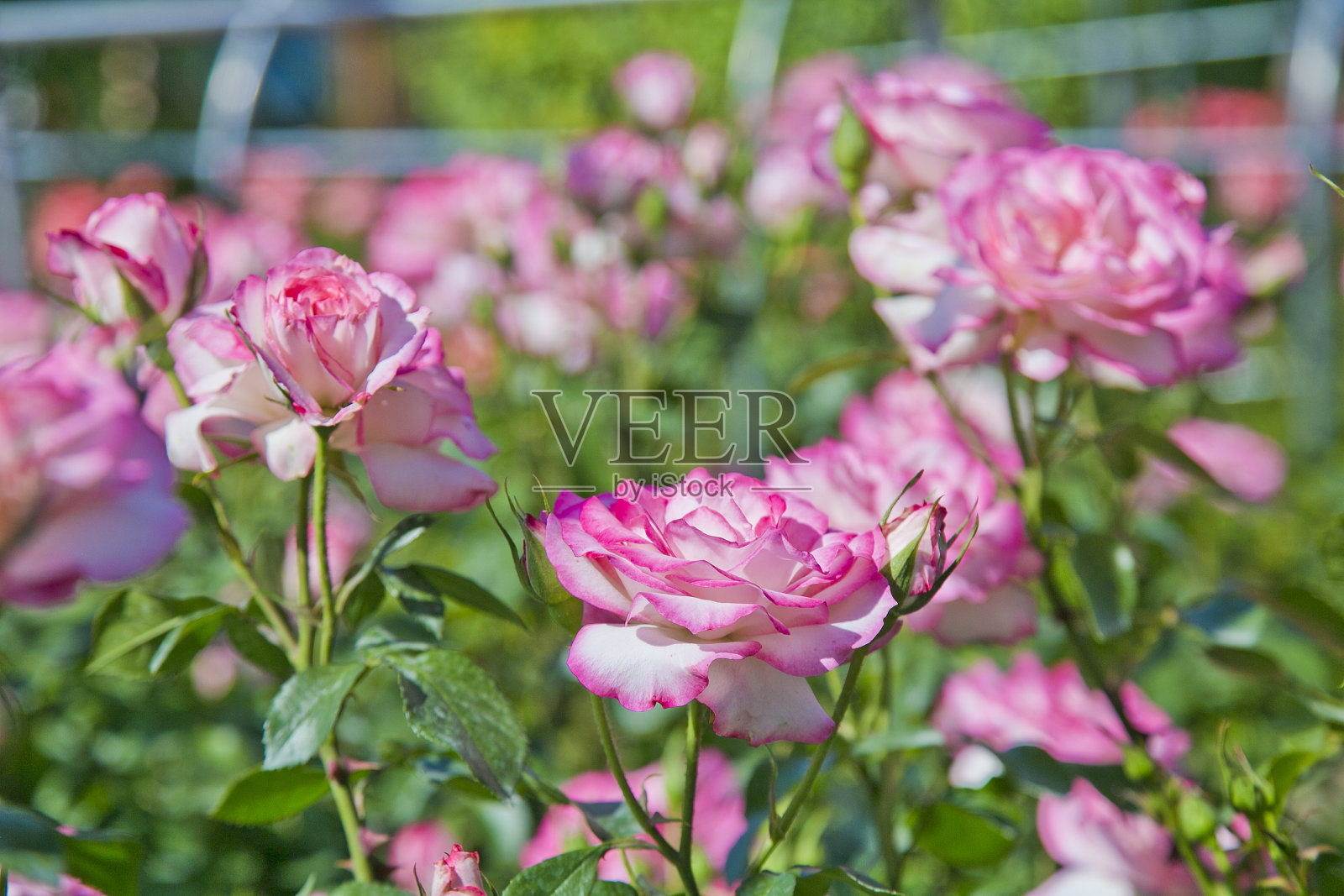 粉红色的玫瑰在花园里盛开照片摄影图片