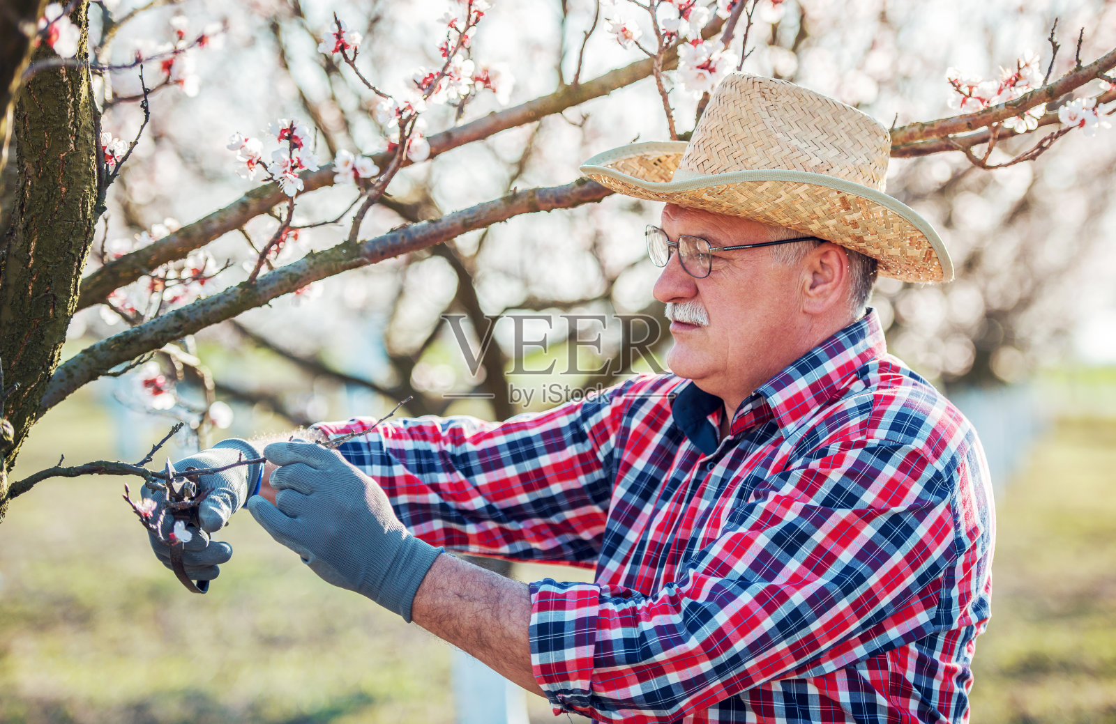 果园。一位老人正在果园里用大剪刀修剪树。爱好休闲、农业概念照片摄影图片