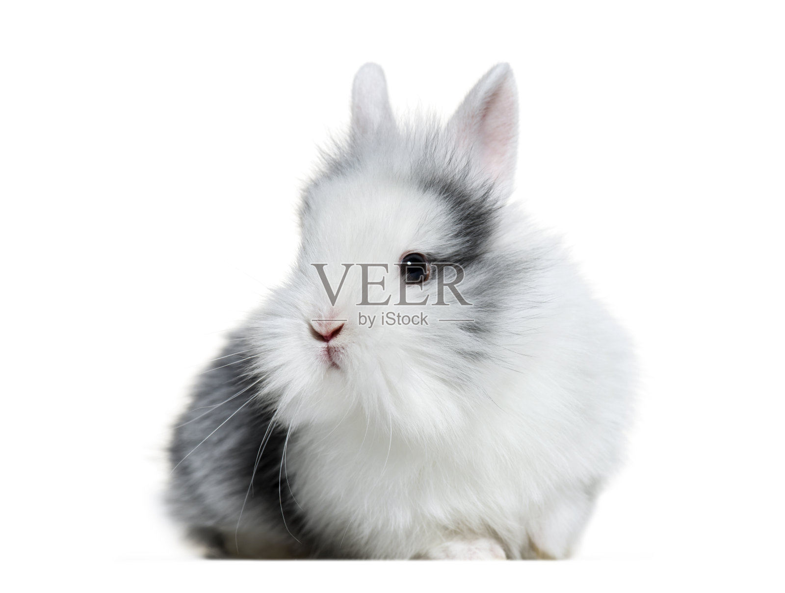 8周大的白、灰兔，背景为白色照片摄影图片