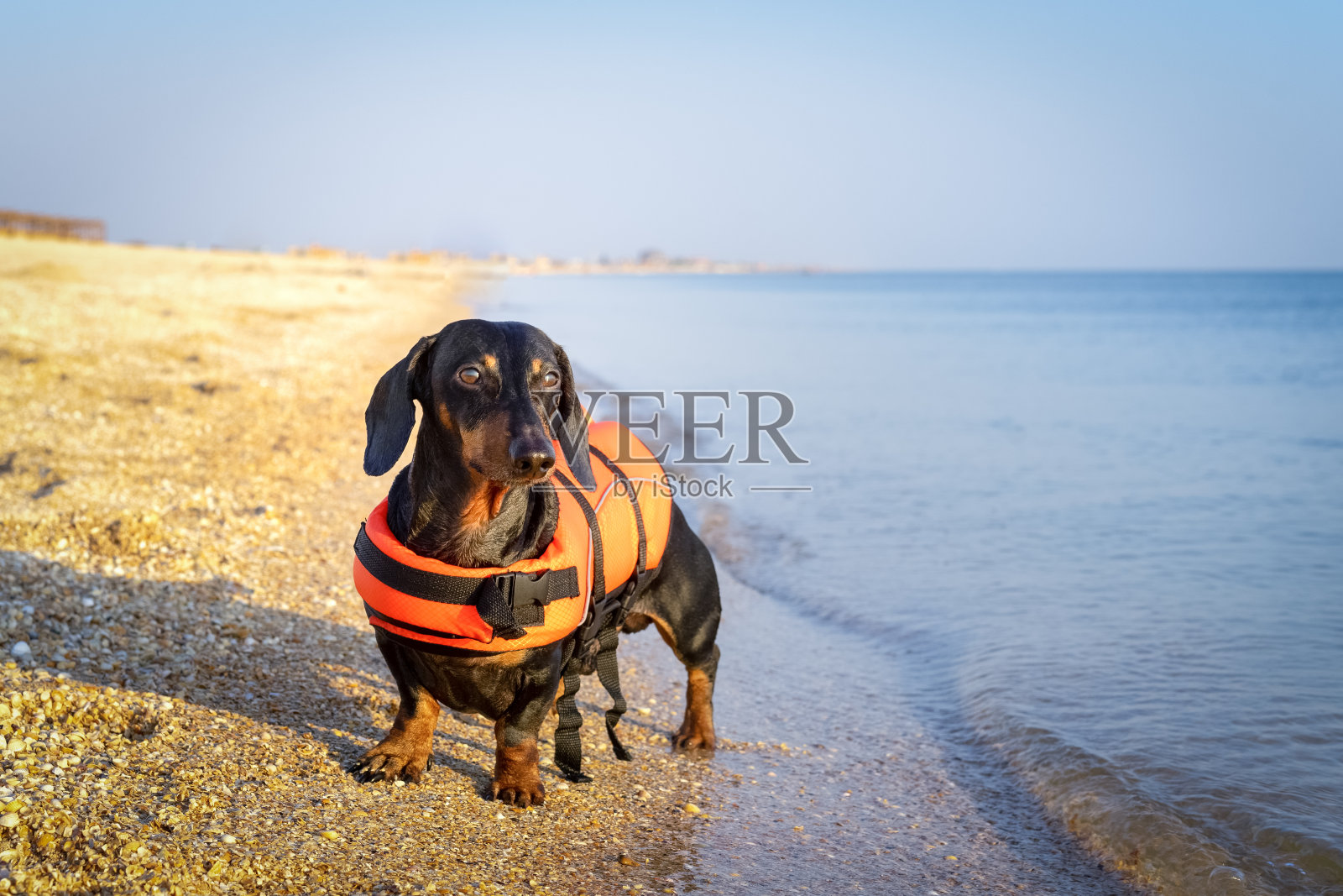 腊肠犬品种的狗，黑色和棕色，穿着橙色的救生衣，站在海滩上，在蓝天的映衬下照片摄影图片