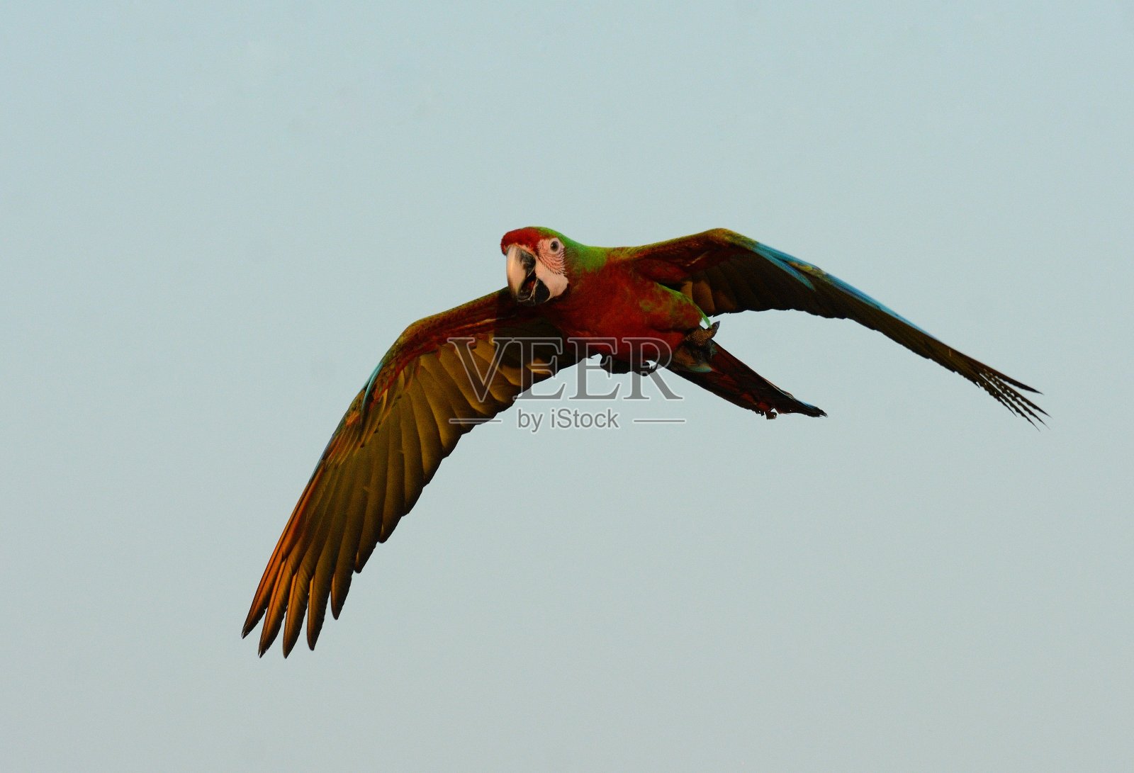 混血金刚鹦鹉自由飞翔照片摄影图片