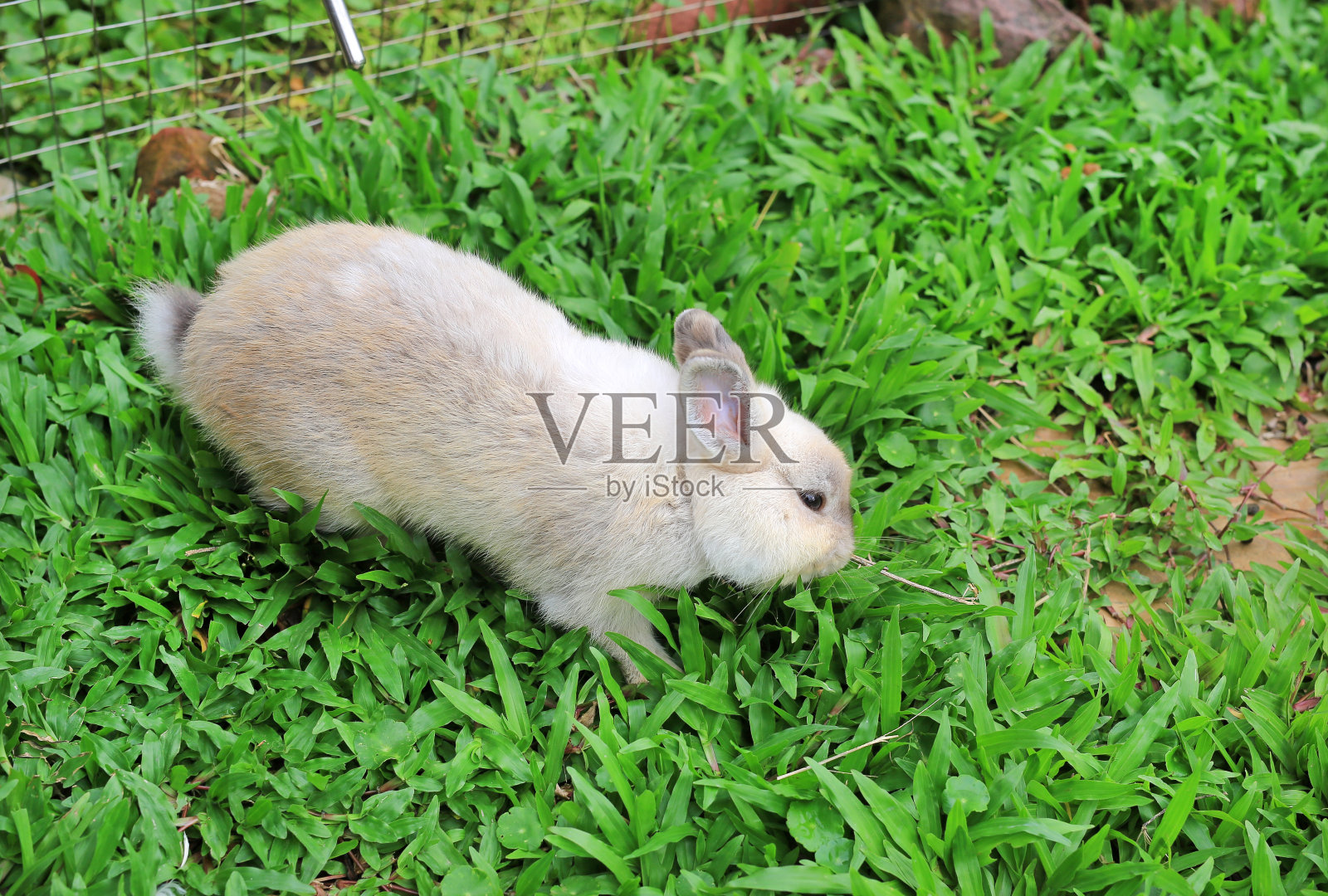 灰色毛茸茸的兔子在绿色的草地上。照片摄影图片