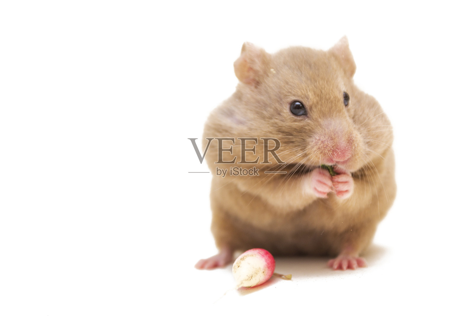 叙利亚仓鼠吃萝卜孤立上白照片摄影图片