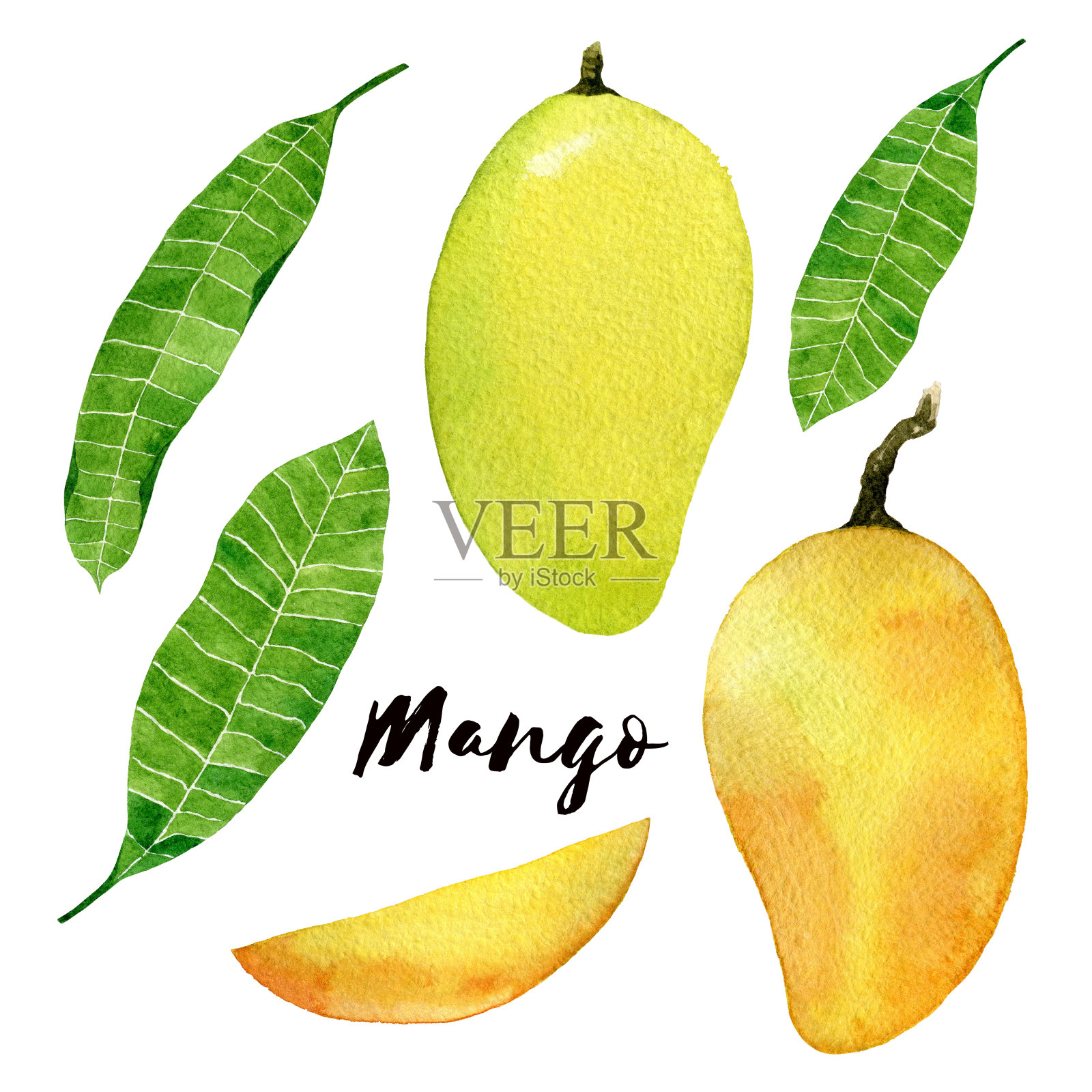 芒果水果水彩画插图。黄色芒果，叶子和切片孤立在白色背景上。插画图片素材