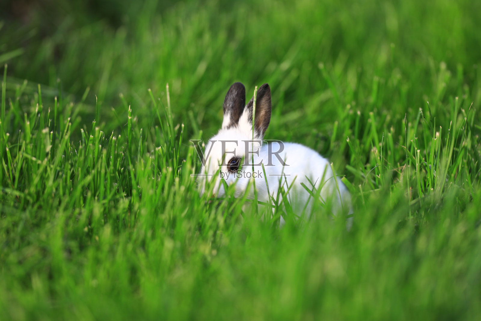 小白兔在草坪上照片摄影图片