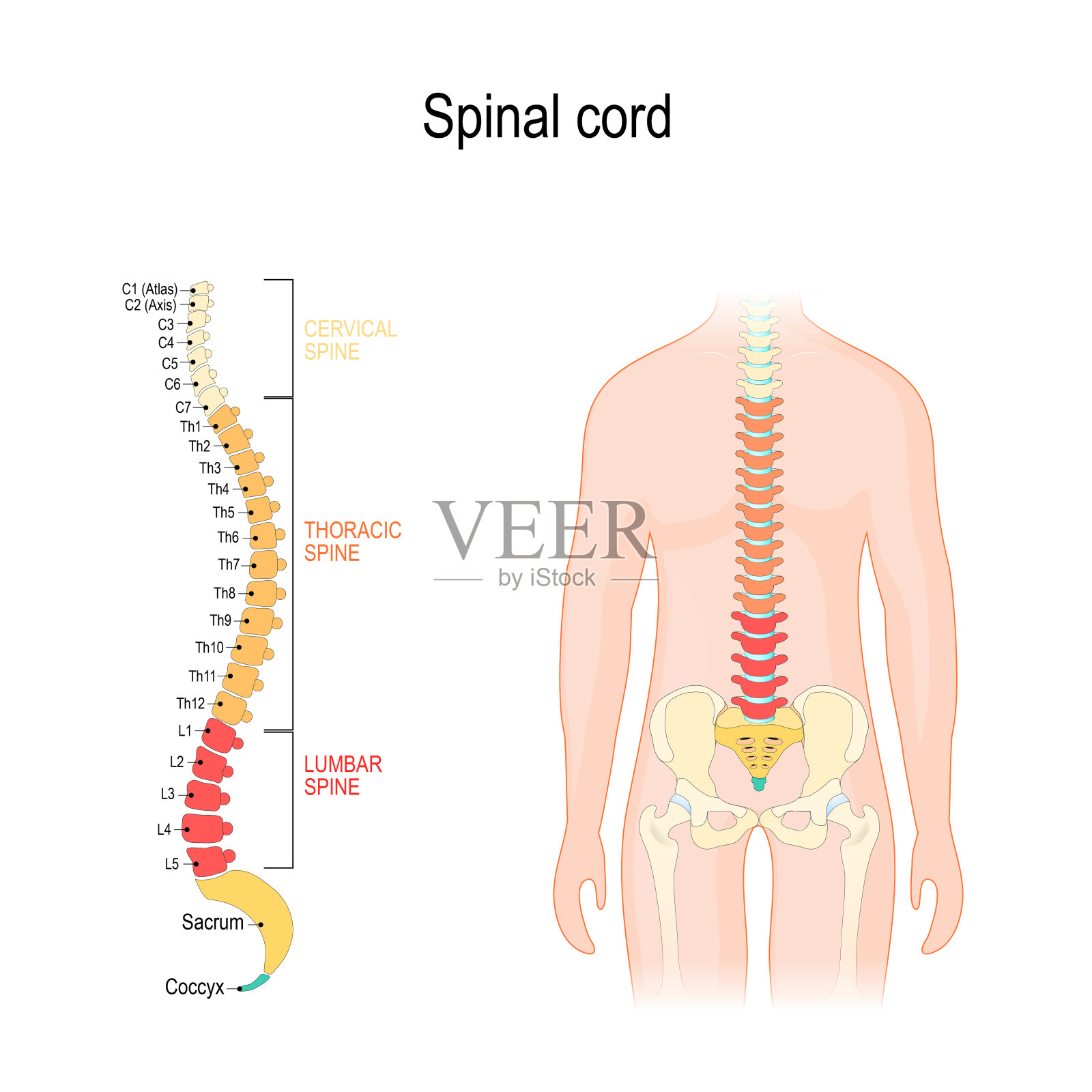 脊髓。脊柱切面:颈、胸、腰椎、骶骨和尾骨。插画图片素材