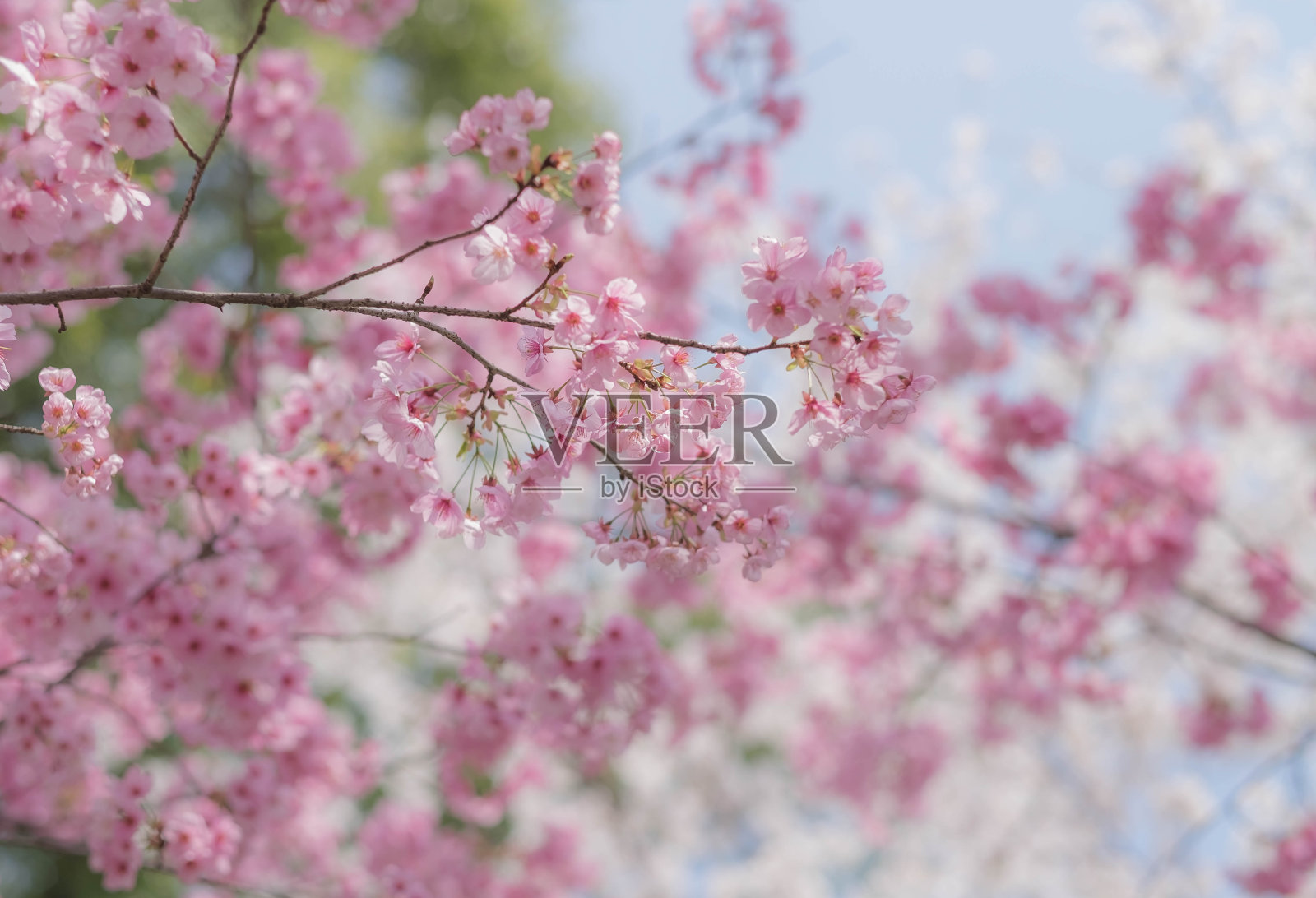 春暖花开的武汉东湖樱花园照片摄影图片