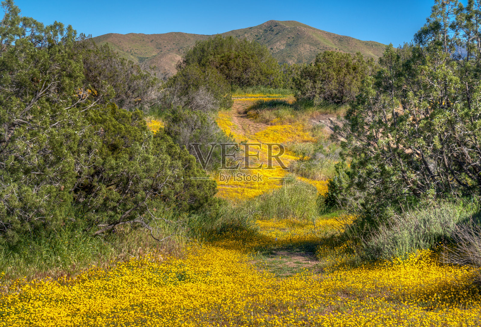 巴斯克斯岩石的沙漠地面，加利福尼亚的春天照片摄影图片