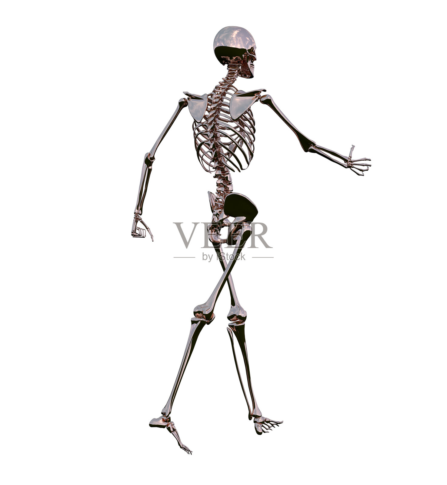骨骼骨骼解剖的三维渲染插图照片摄影图片