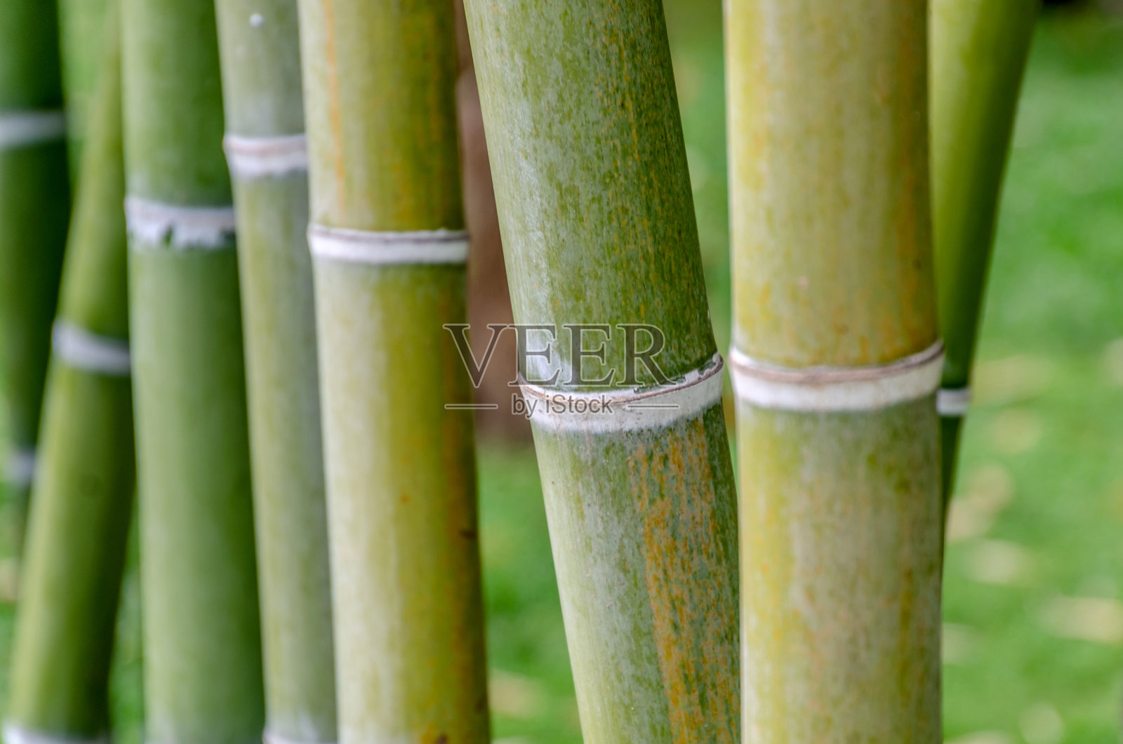 竹茎背景照片摄影图片