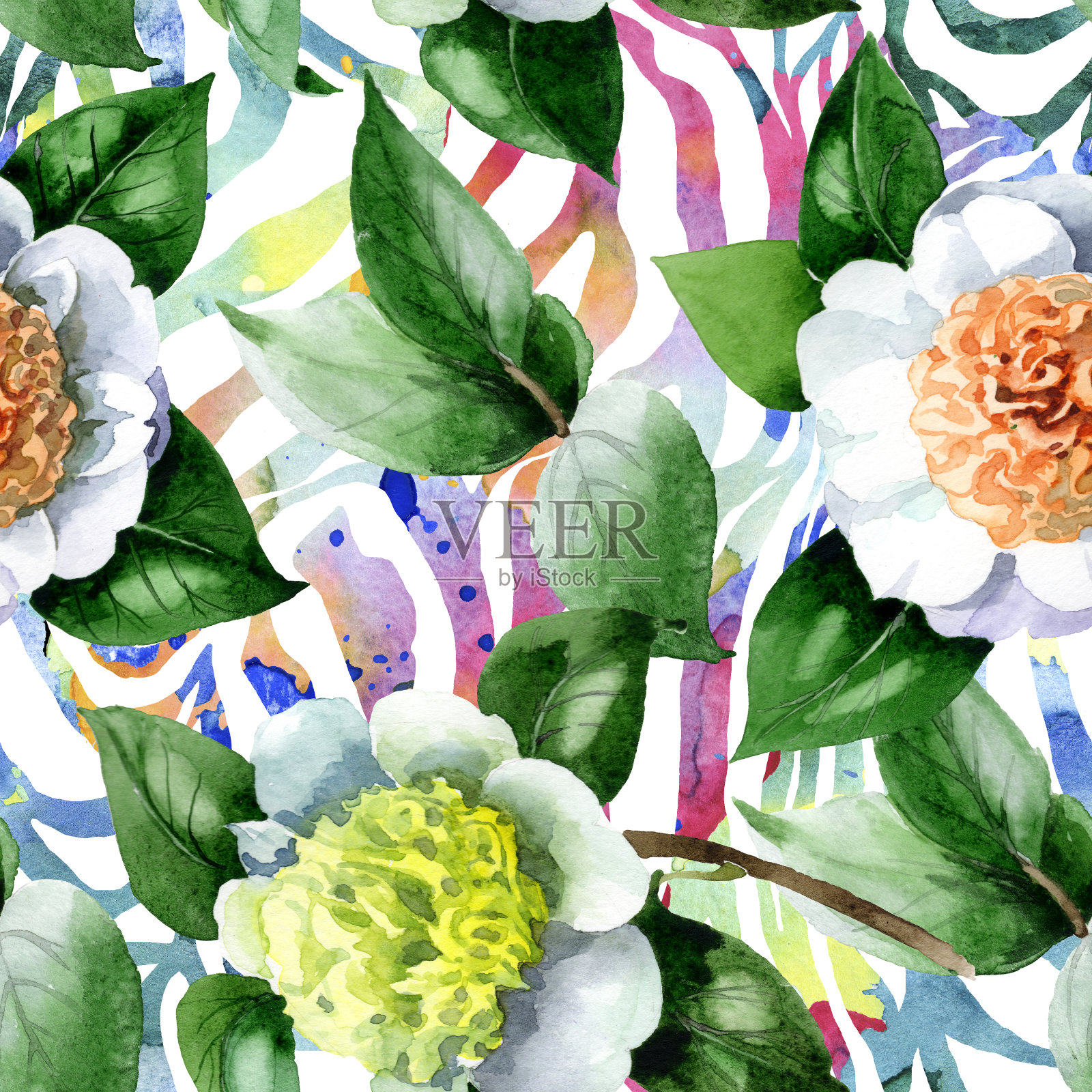 白色山茶属植物花。水彩背景插图集。无缝的背景图案。插画图片素材