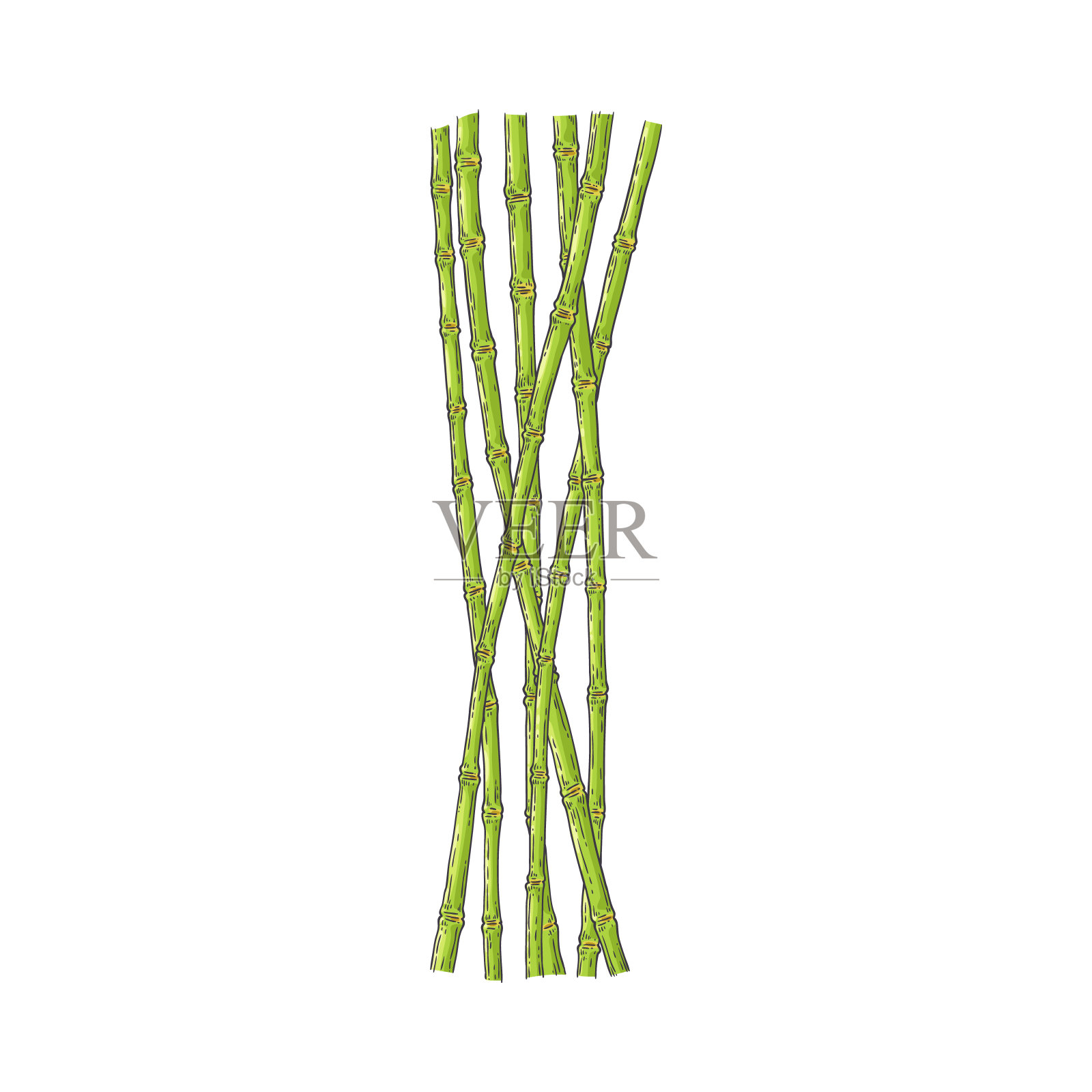 一束素描画的青竹茎，孤立在白色的背景上。插画图片素材