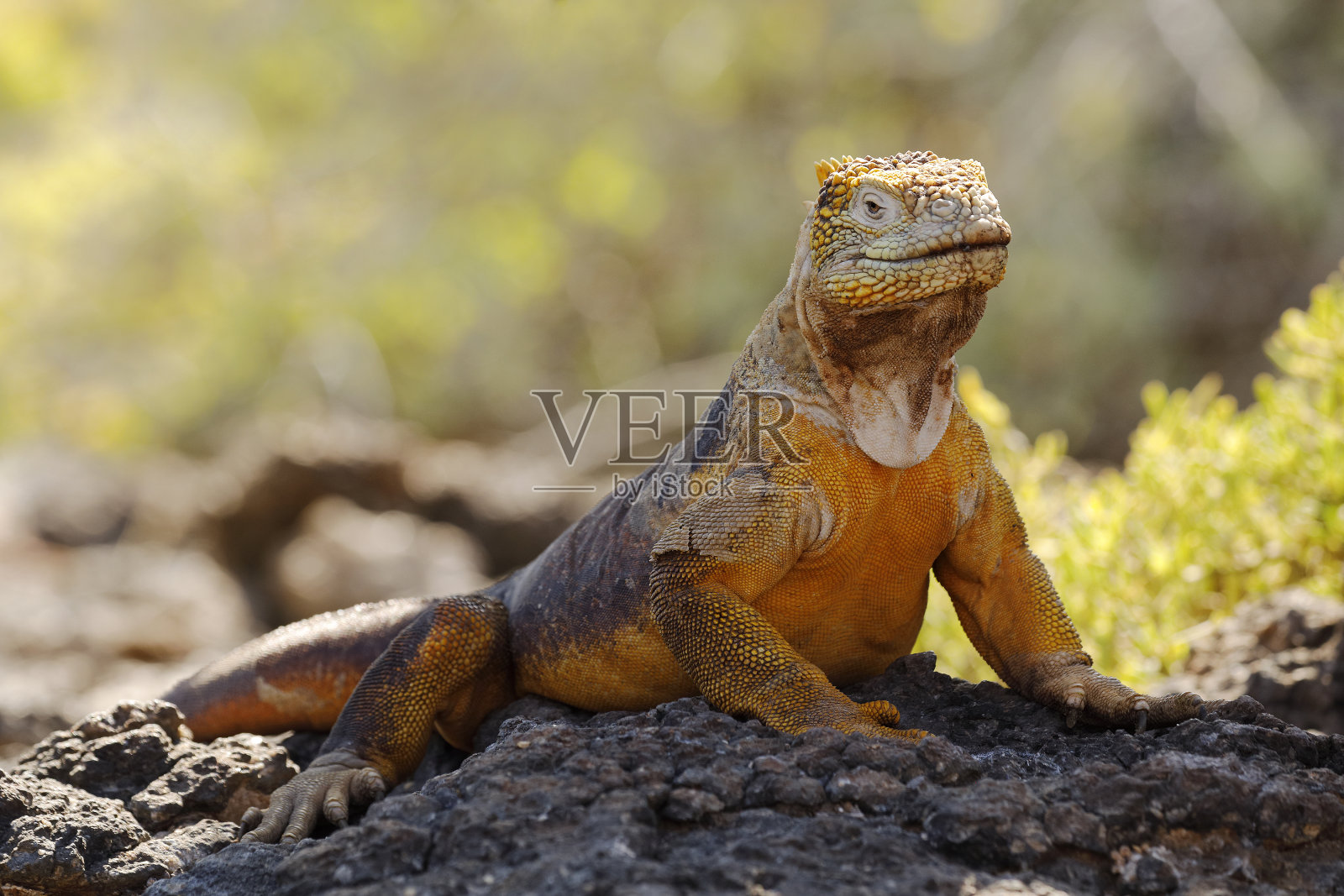 加拉帕戈斯群岛的鬣蜥在岩石上晒太阳照片摄影图片
