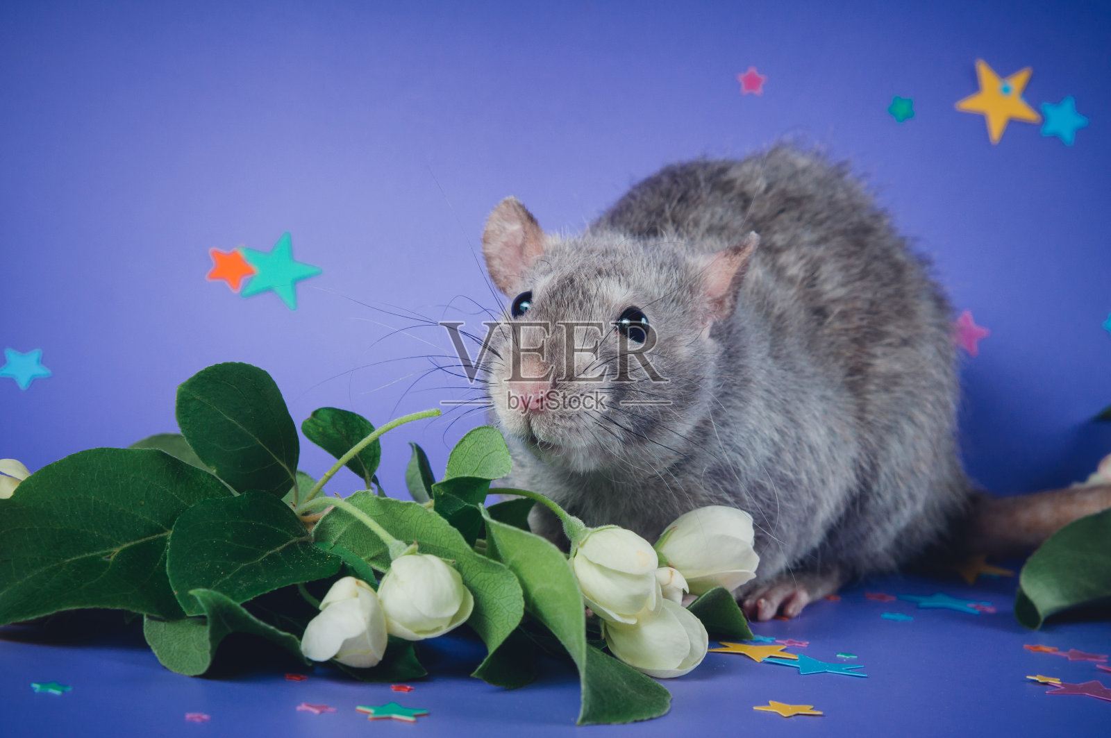 灰色的装饰性老鼠站在紫色的背景上。照片摄影图片