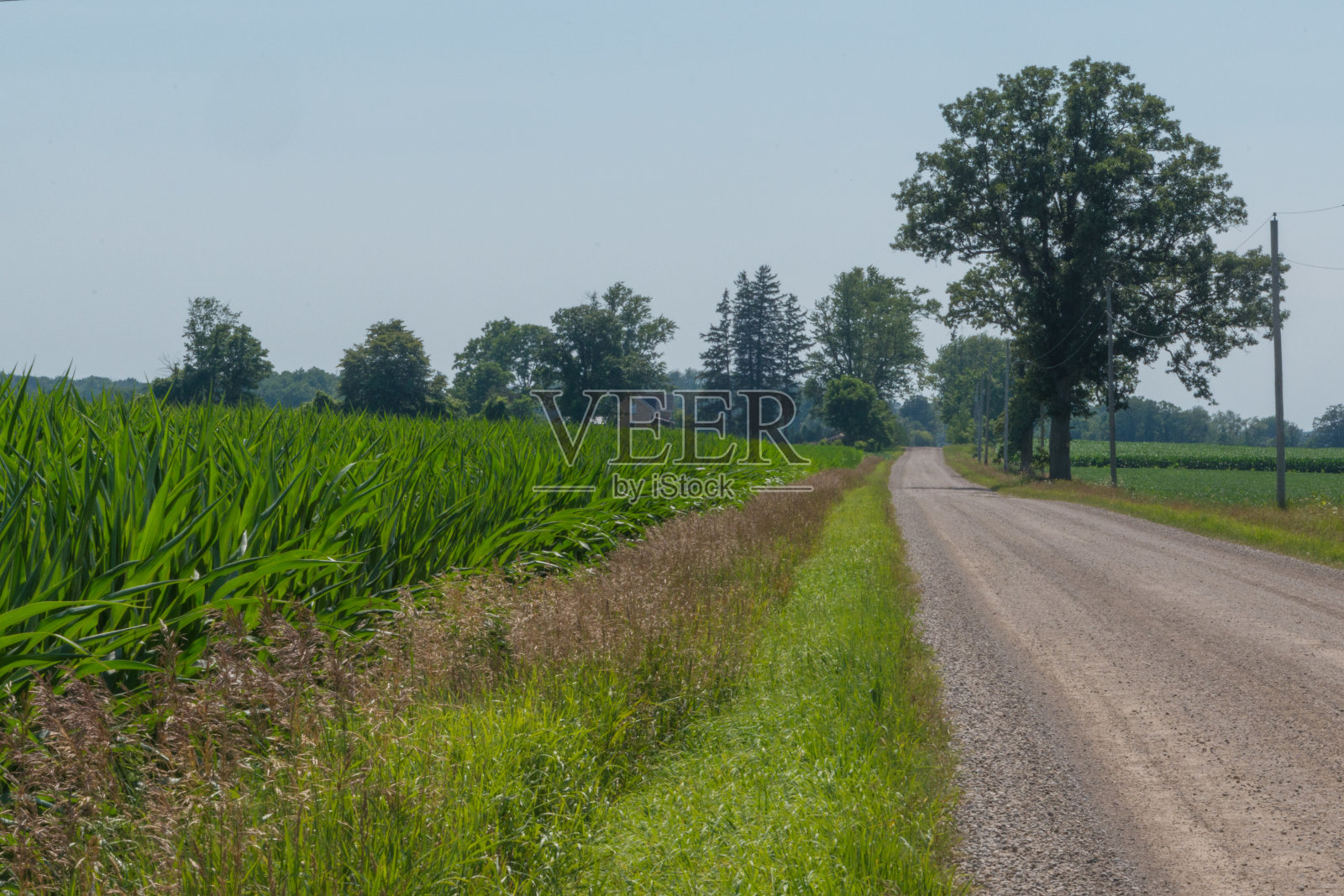 乡村小路景观中有玉米生长和一棵大树照片摄影图片