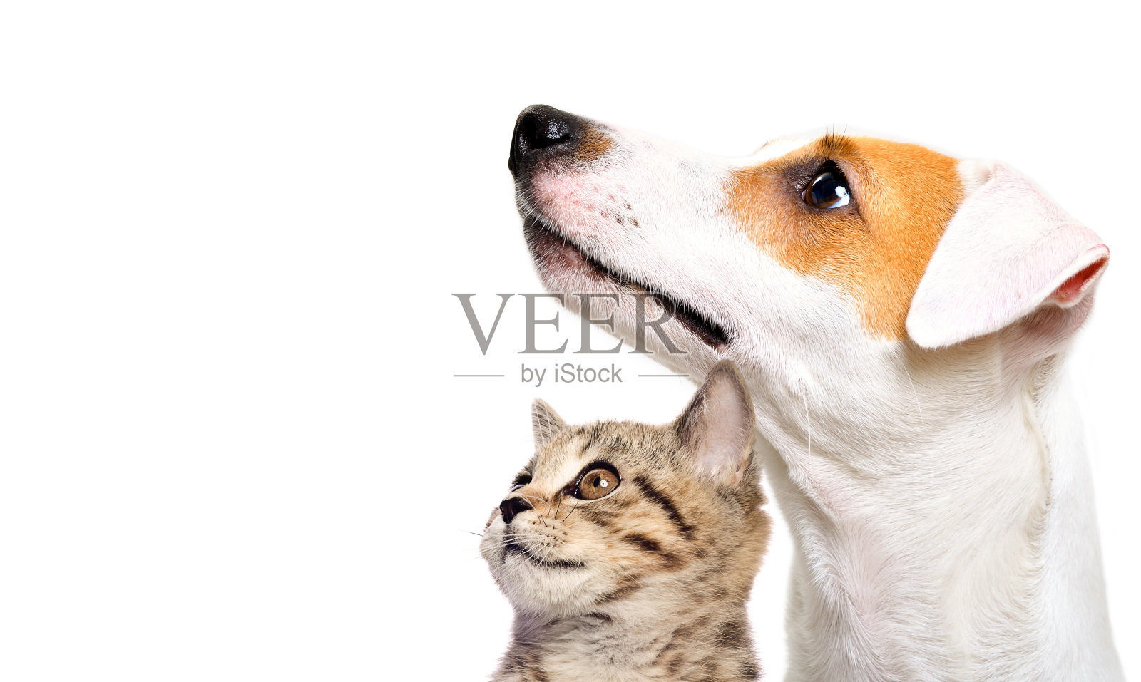 可爱的狗杰克罗素梗和小猫苏格兰直侧视图孤立的白色背景照片摄影图片