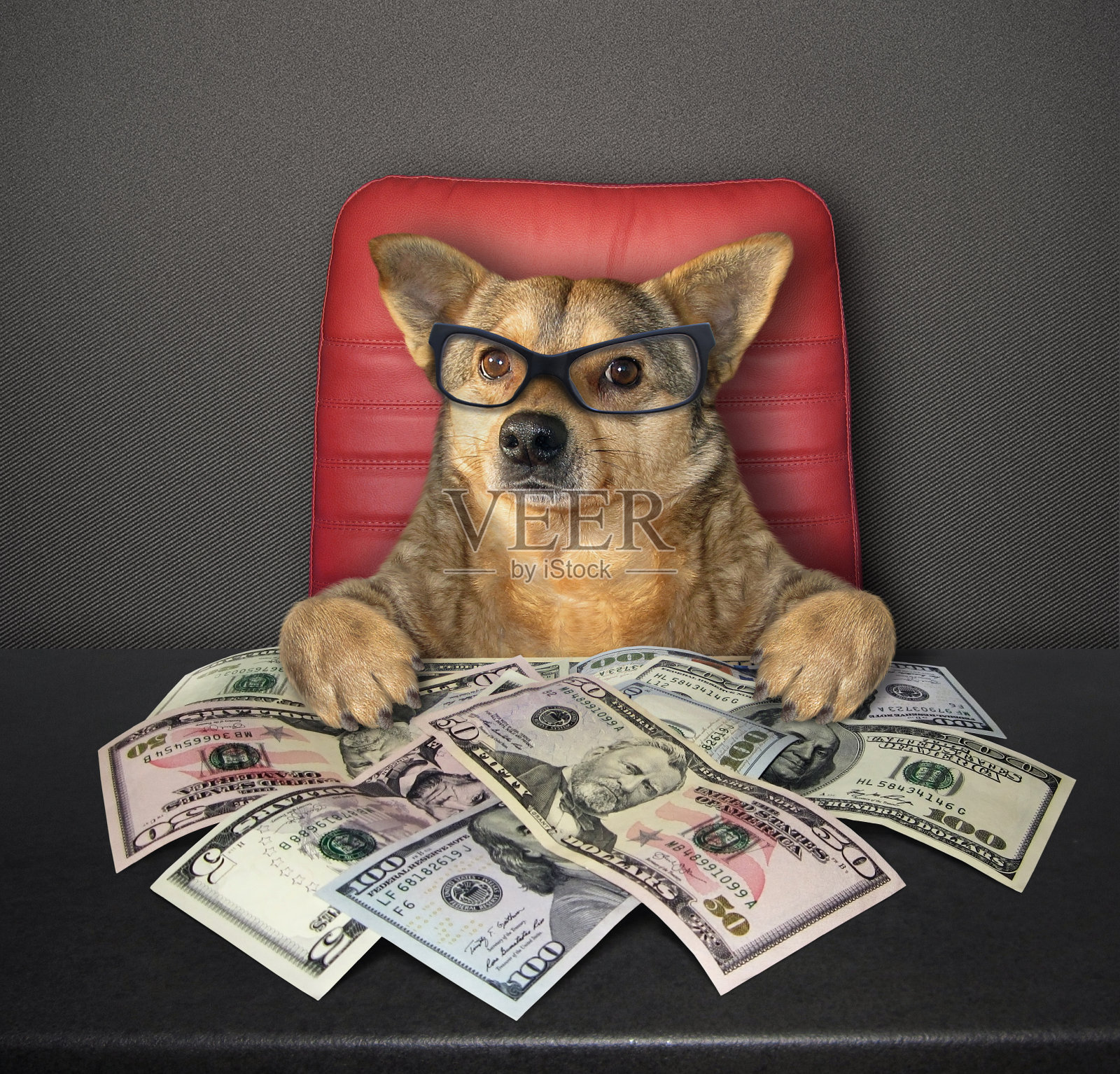 狗在桌子上拿着2美元照片摄影图片
