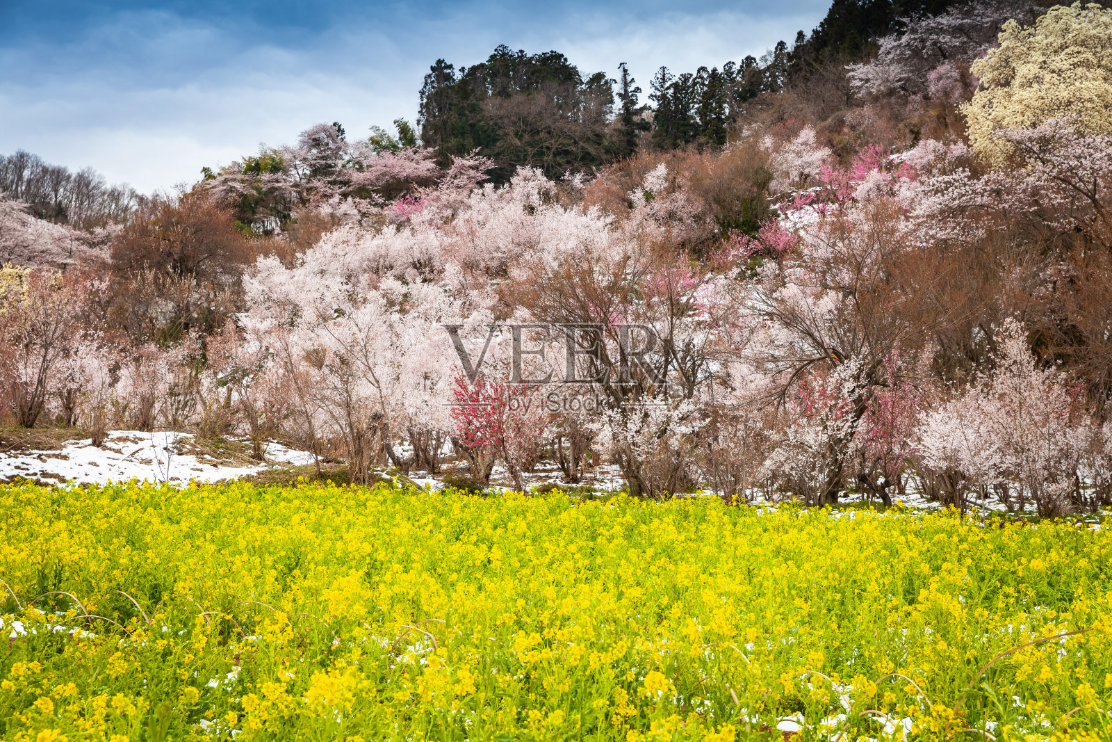 花山公园在春天很出名，那时各种各样的花都在盛开照片摄影图片