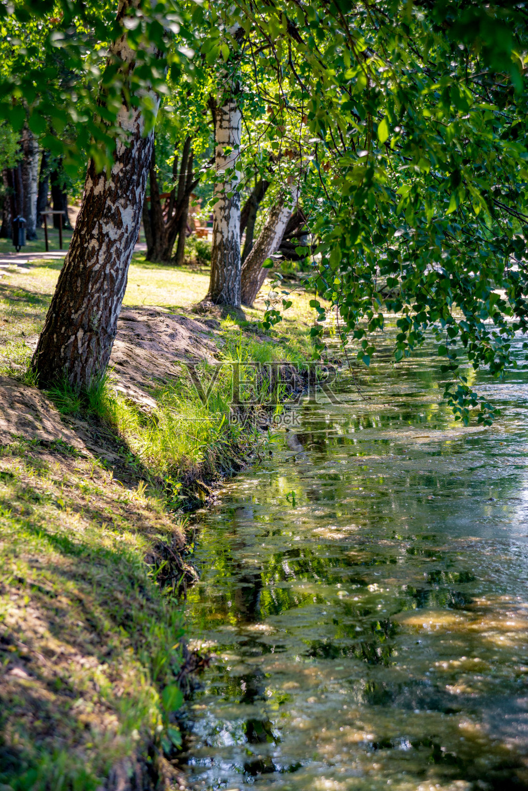 春日公园湖畔的双筒幼细白桦树;一座小桥的白色拱门(右)照片摄影图片