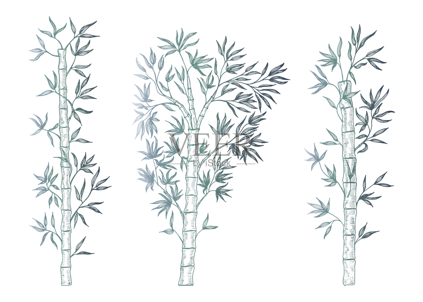 集竹枝孤立。插画图片素材