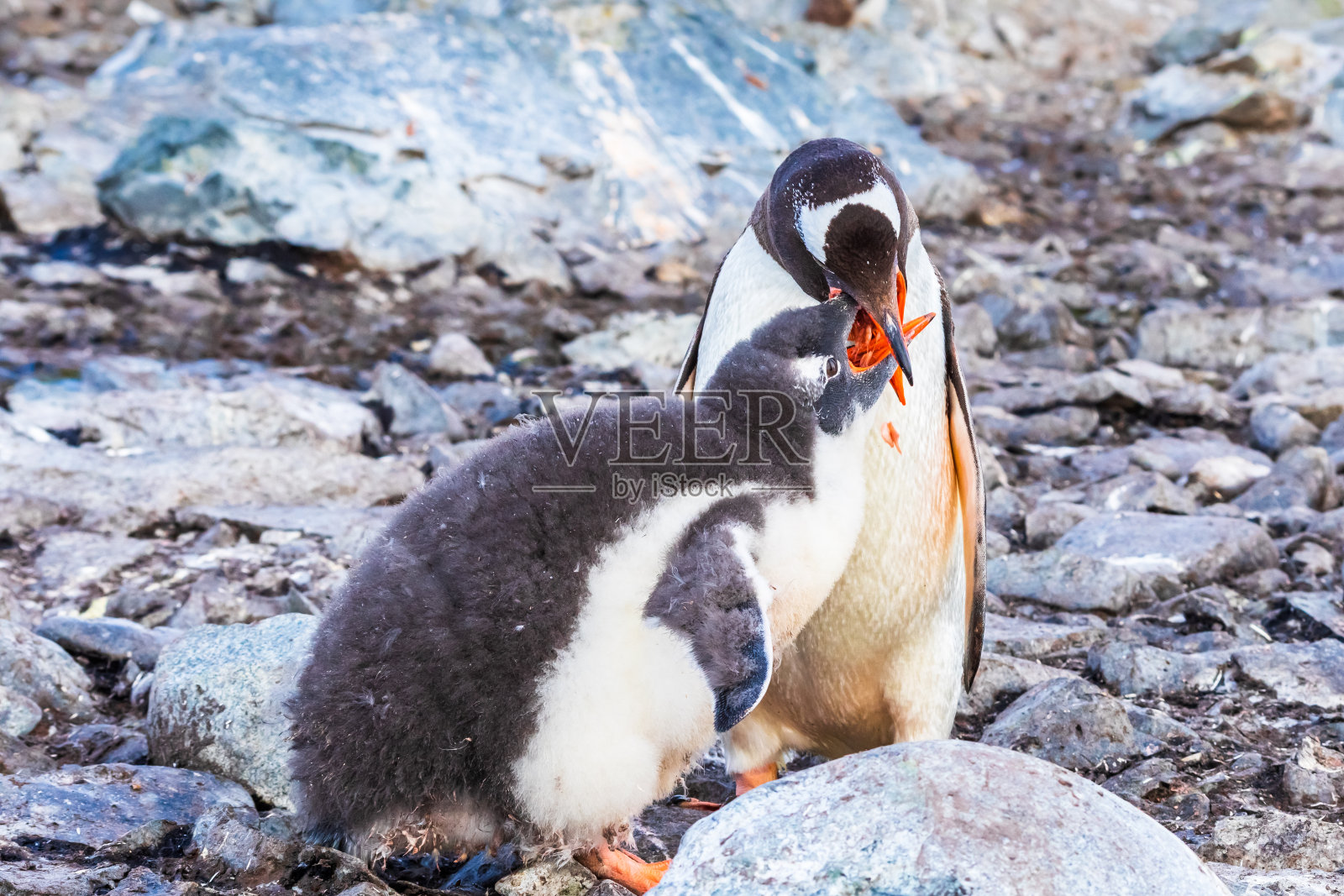 南极洲半岛上，成年巴布亚企鹅用磷虾喂养幼崽照片摄影图片