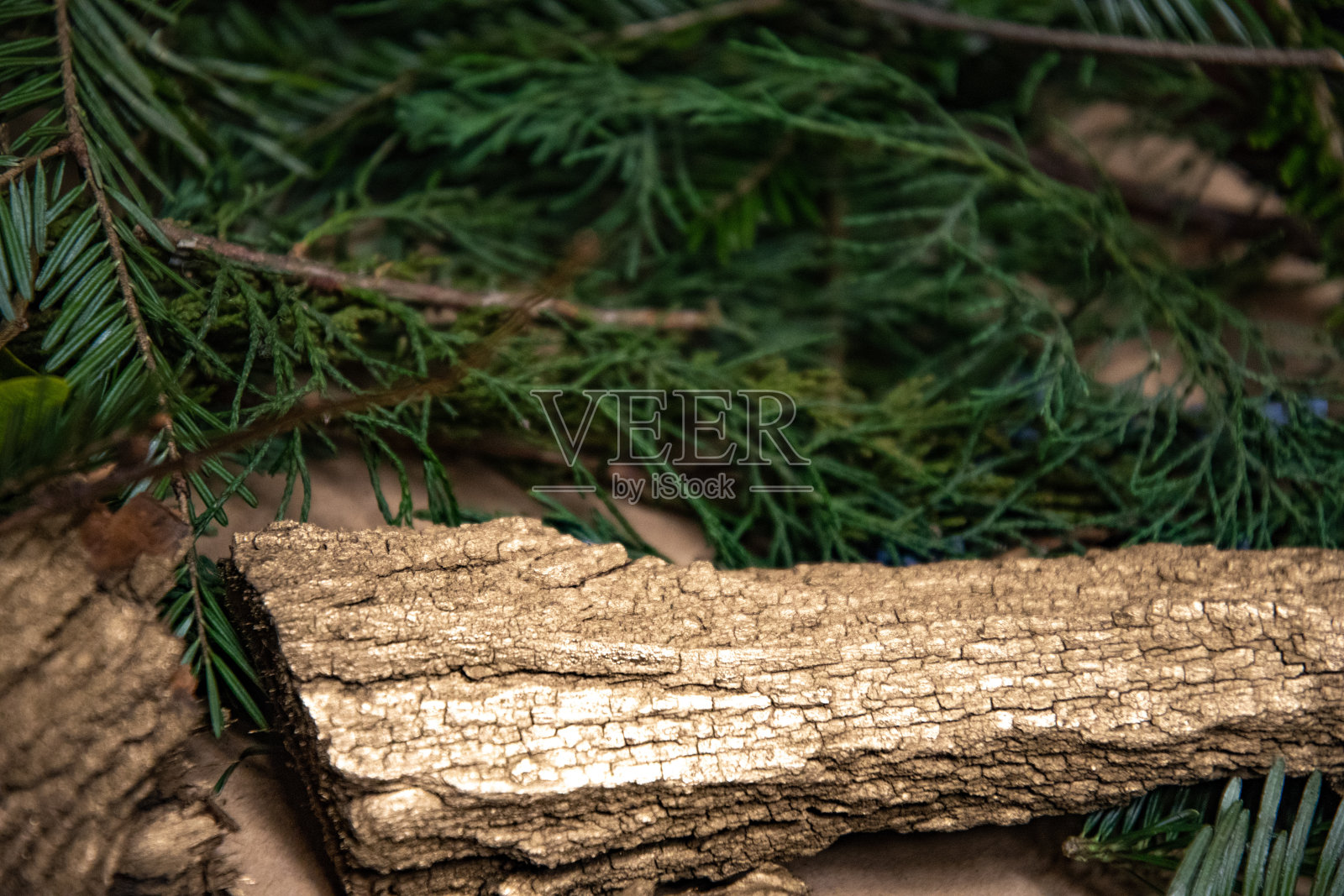 龟裂粗糙的树皮片与常青植物的树枝在背景上的特写。木纹漆成青铜色。寒假的背景。金光闪闪的树皮和针叶树的树枝。照片摄影图片