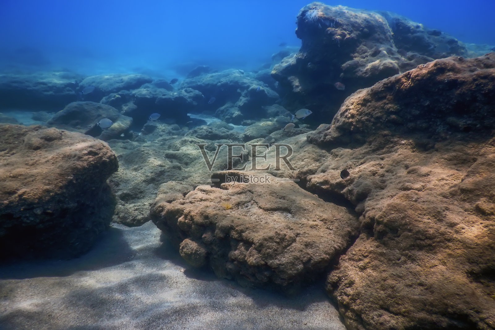 海洋生物水下岩石阳光，水下生命照片摄影图片
