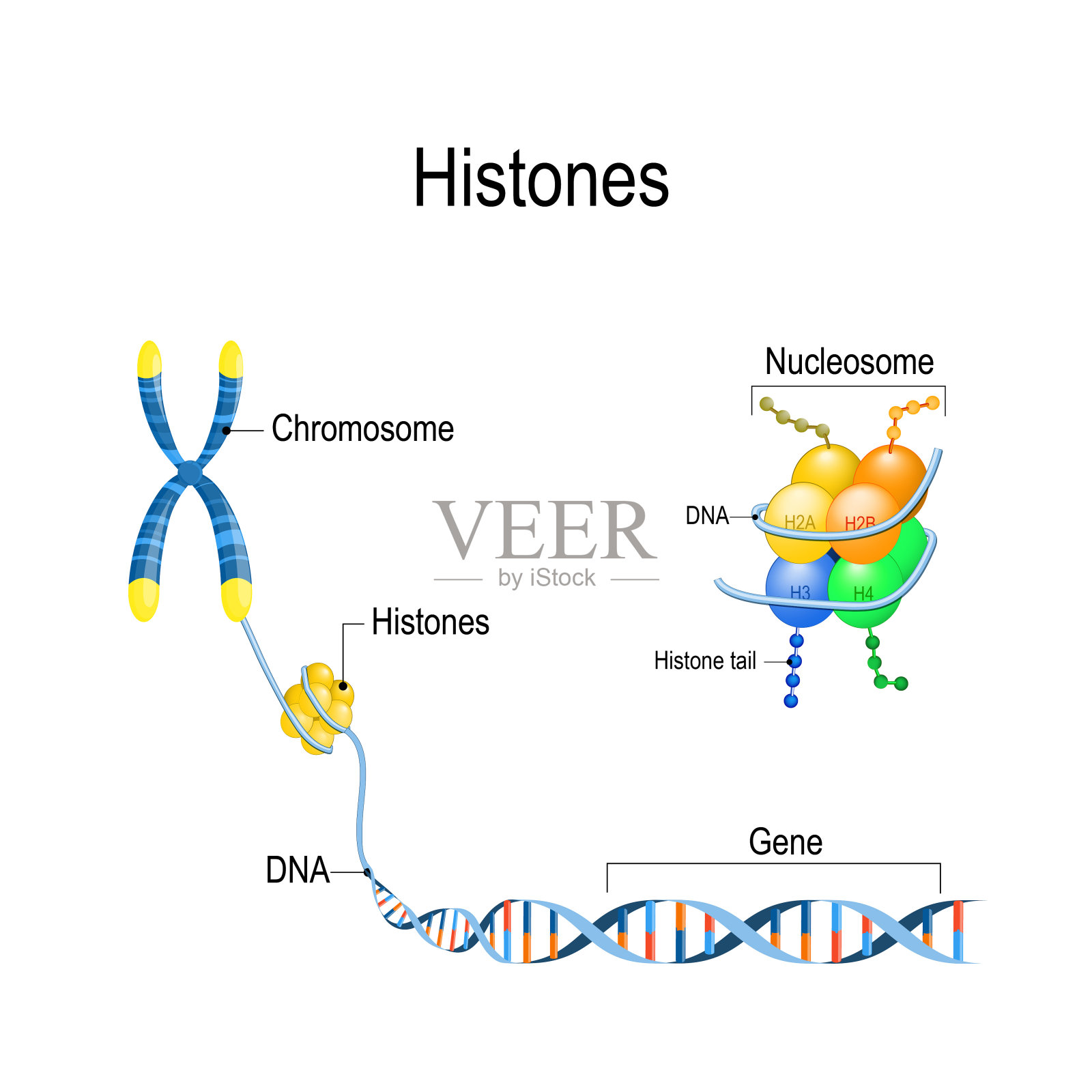 组蛋白密切起来。染色体中遗传物质(DNA)的组织和包装。插画图片素材