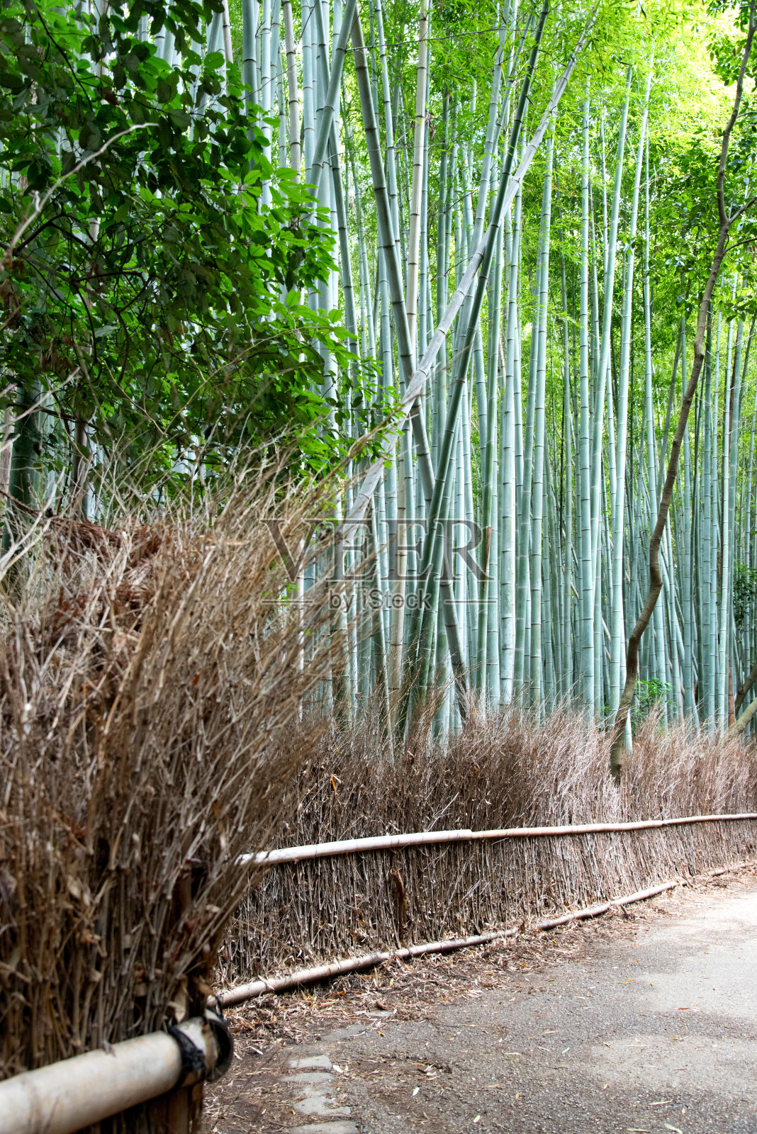 日本佐野竹林中的小路照片摄影图片