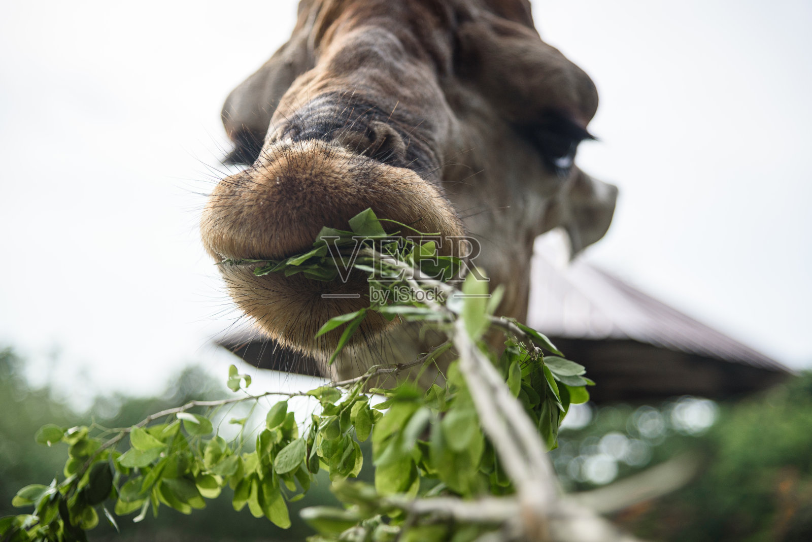 长颈鹿吃的是人类喂养的食物照片摄影图片
