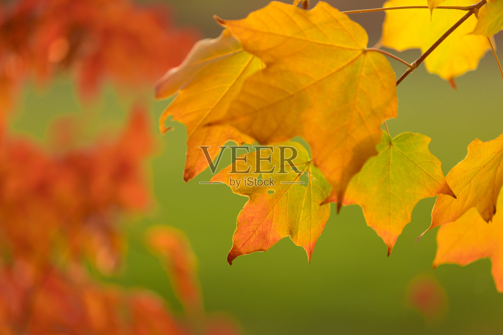 彩色的秋天背景与枫叶照片摄影图片