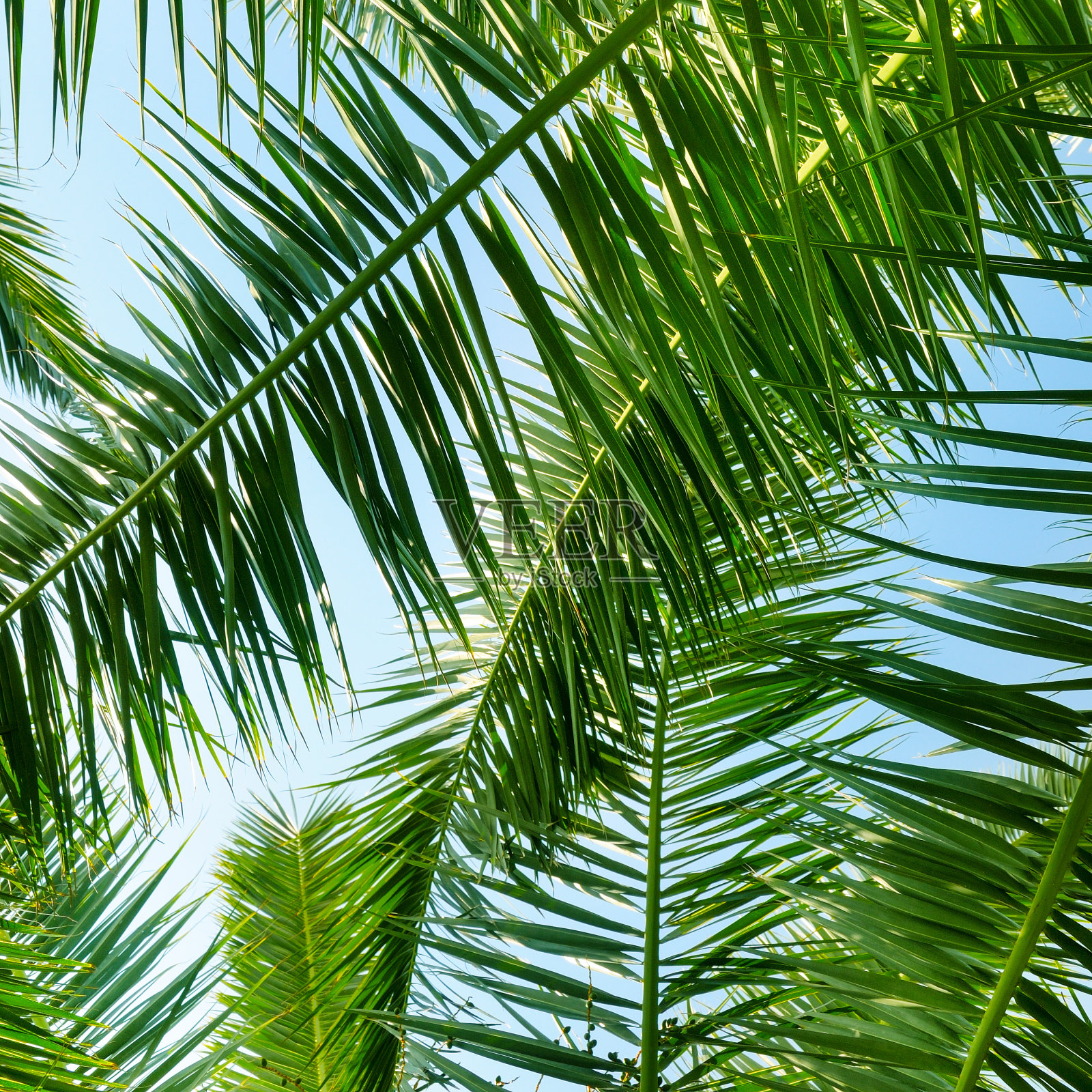 蓝天映衬下的棕榈树，背景。照片摄影图片