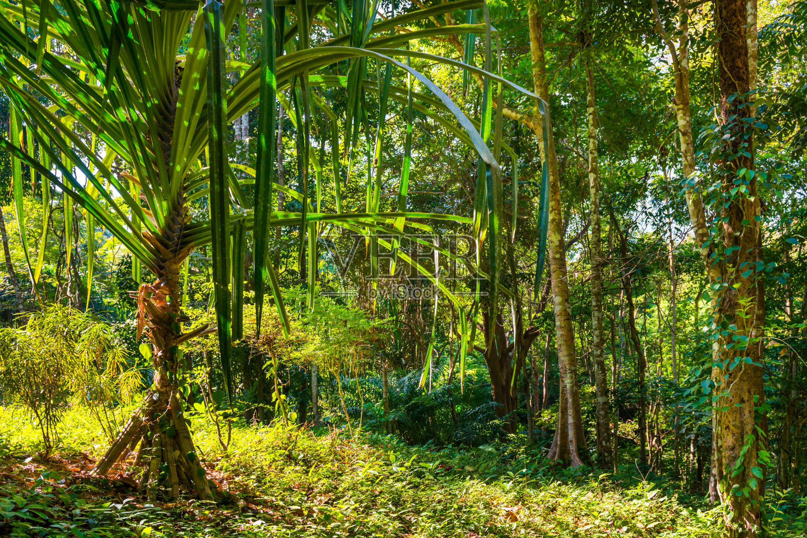 热带丛林森林景观照片摄影图片