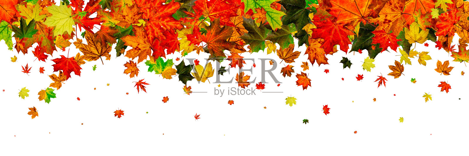 秋天的季节。秋叶落花斑驳，斑驳白茫茫。Th照片摄影图片