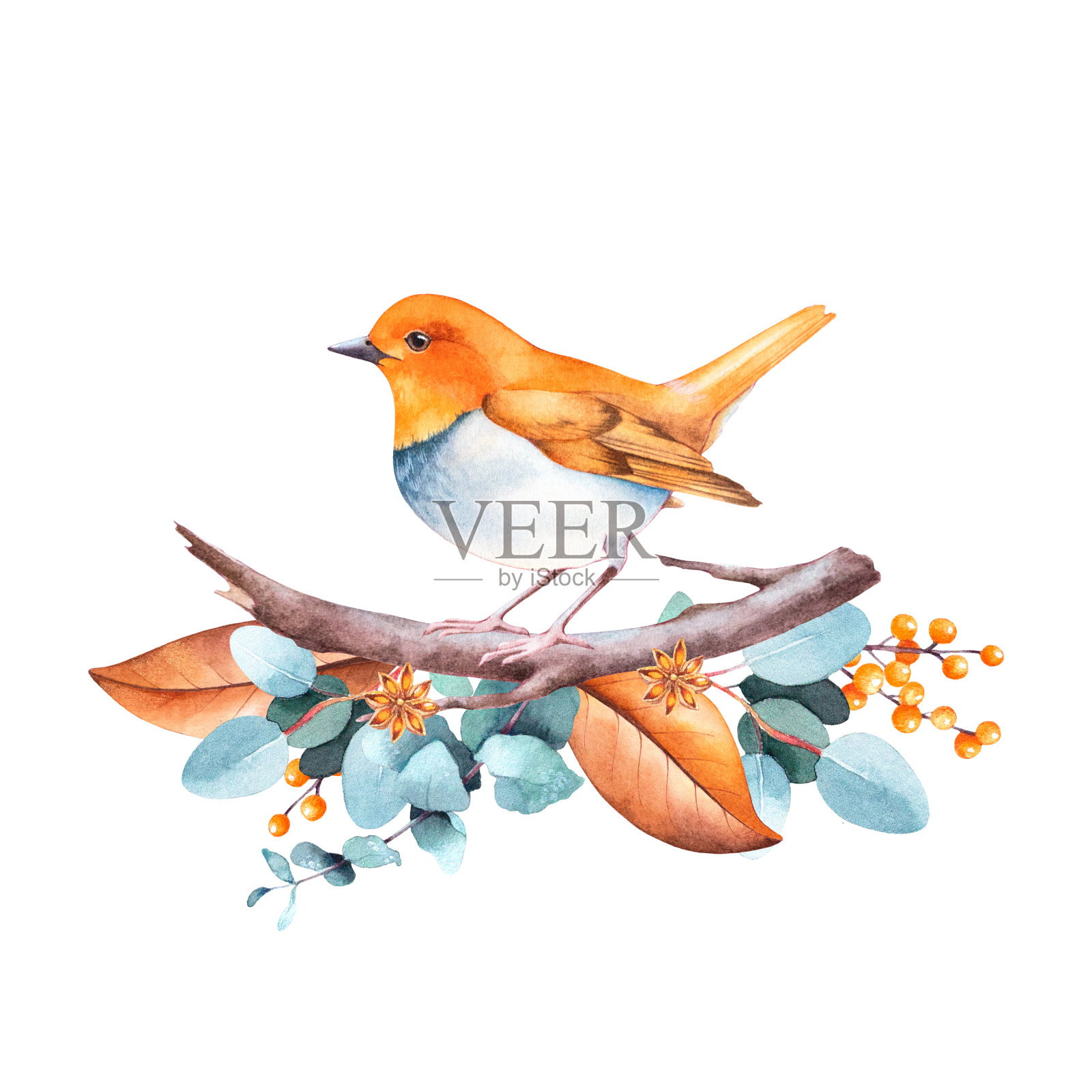 知更鸟坐在一根有桉树树枝、树叶和浆果的小树枝上。孤立的水彩圣诞插图。插画图片素材
