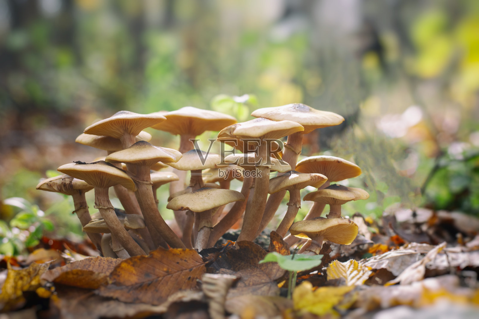 蜜蘑菇-蜜环菌记录在模糊的背景-微距拍摄照片摄影图片