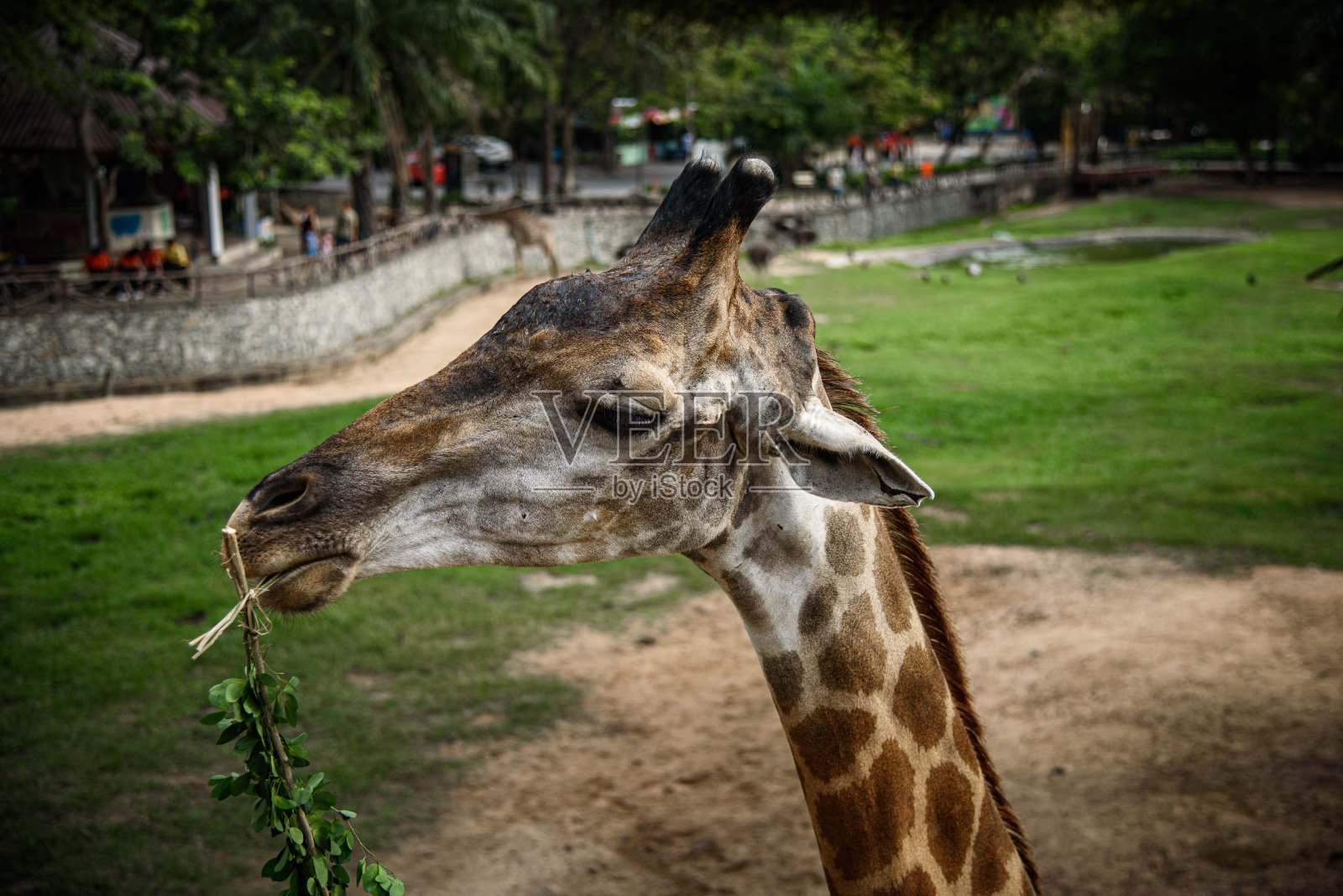 长颈鹿吃的是人类喂养的食物照片摄影图片