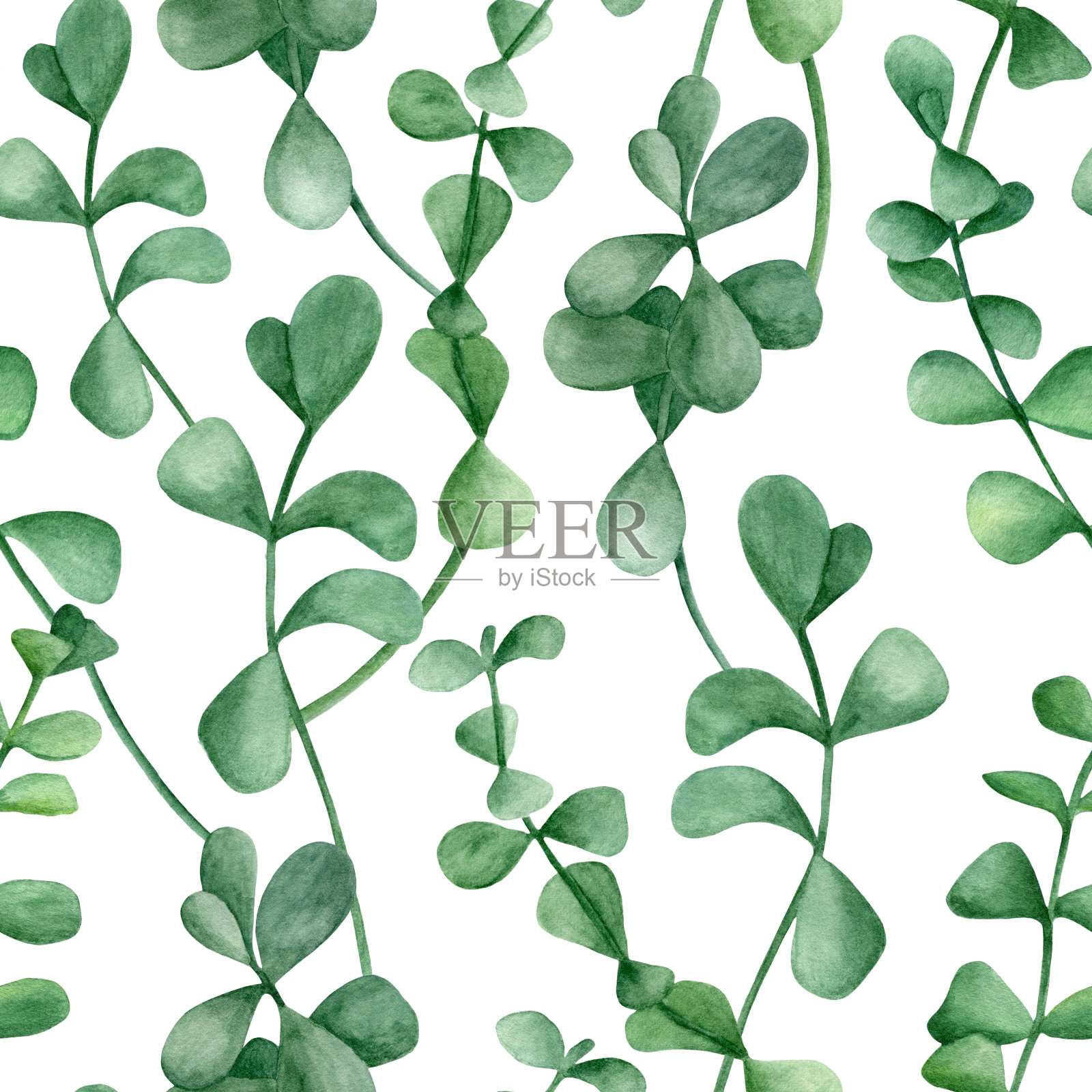 水彩桉树枝无缝图案。手绘银元植物与圆形叶子孤立在白色的背景插画图片素材