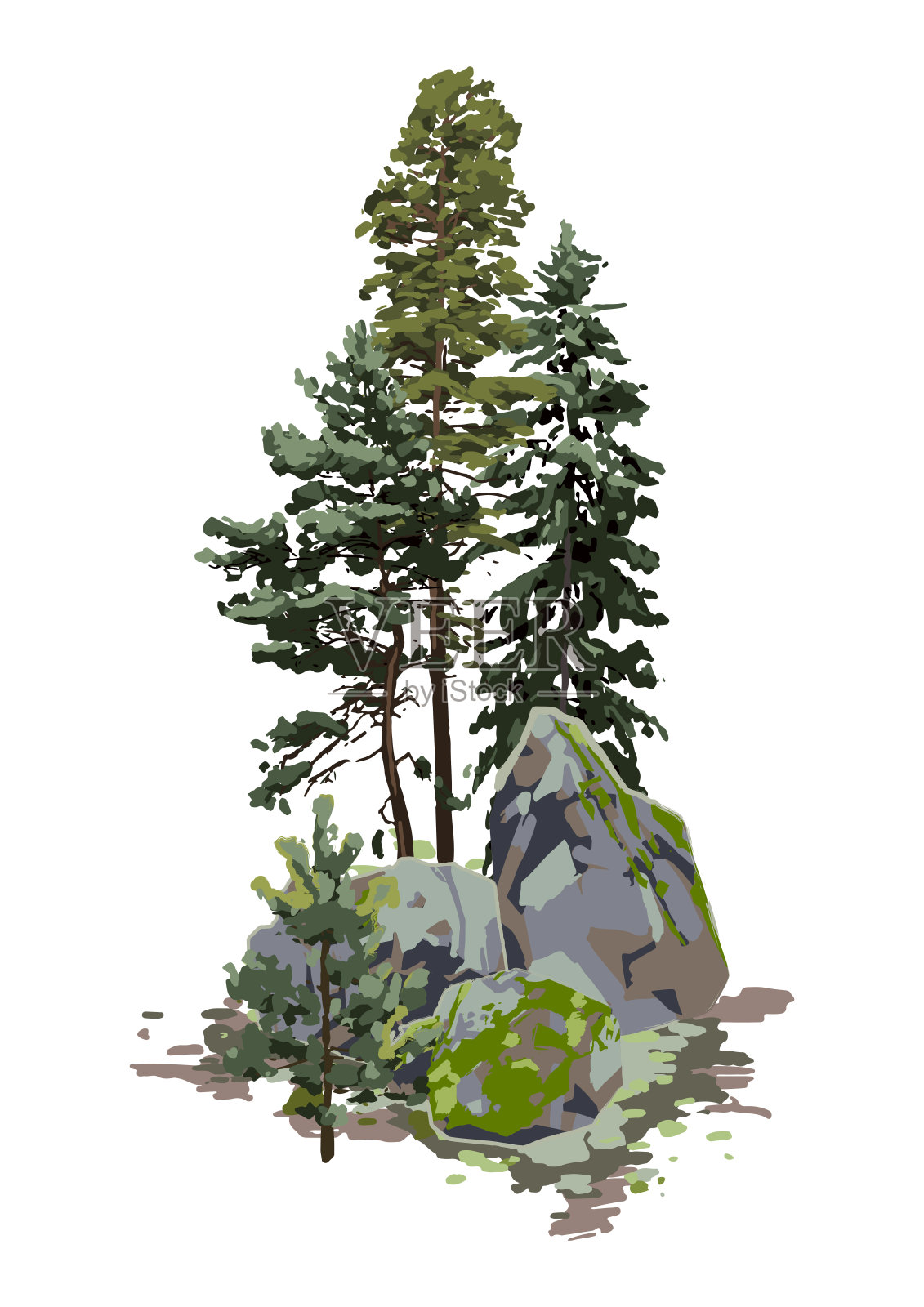 在岩石中间的针叶树上，覆盖着绿色的苔藓插画图片素材