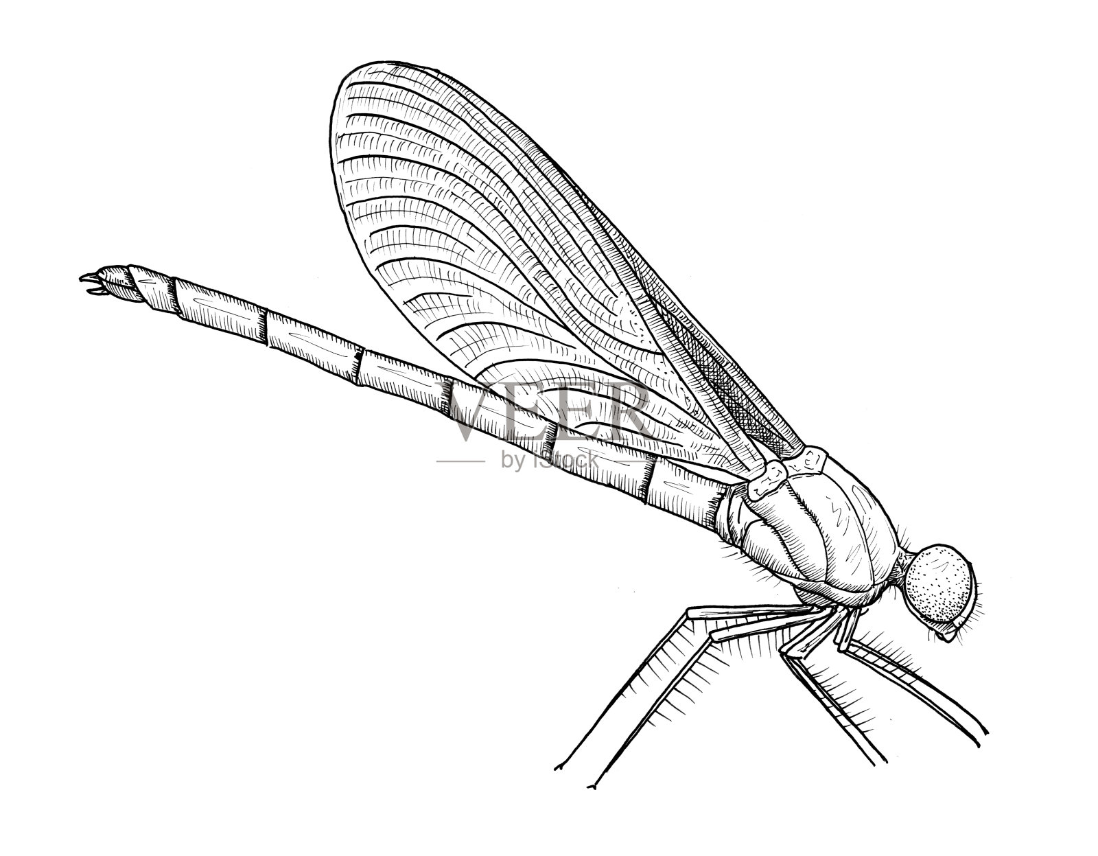 画的蜻蜓。成虫雄一串红雀素描，黑白插图插画图片素材
