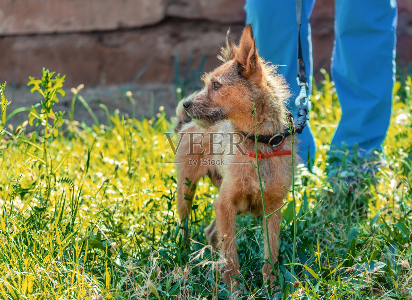 在草坪上用皮带牵着的毛茸茸的近亲繁殖的狗，旁边是穿着蓝色兽医制服的人照片摄影图片